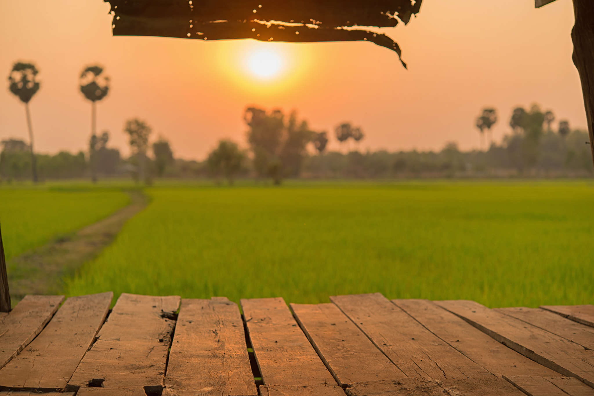 Nikon AF-S Micro-Nikkor 60mm F2.8G ED sample photo. Beautiful view of rice paddy field during sunset in thailnad. nature composition photography