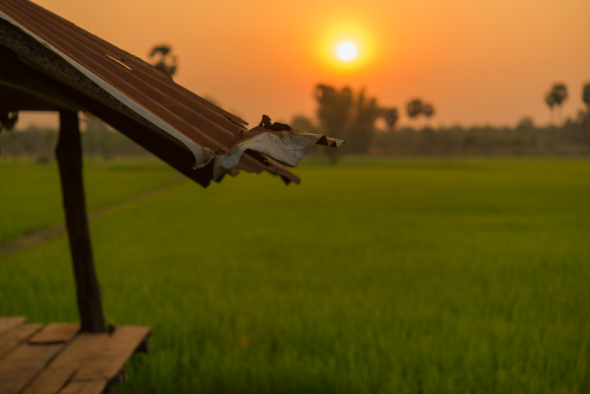 Nikon AF-S Micro-Nikkor 60mm F2.8G ED sample photo. Beautiful view of rice paddy field during sunset in thailnad. nature composition photography