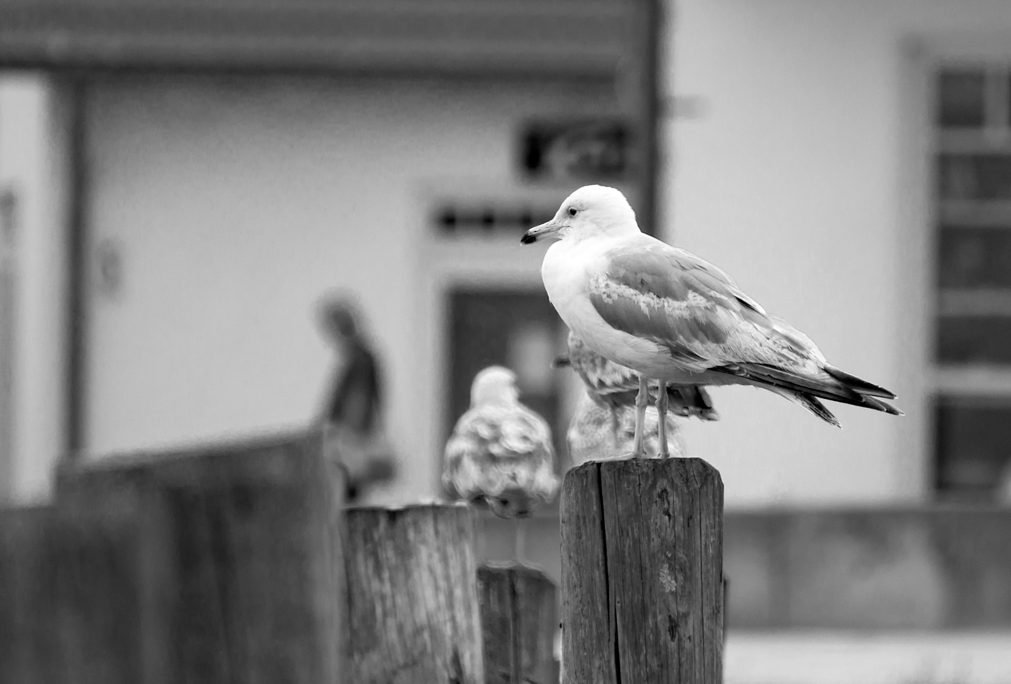 Tamron SP 35mm F1.8 Di VC USD sample photo. Möwe photography