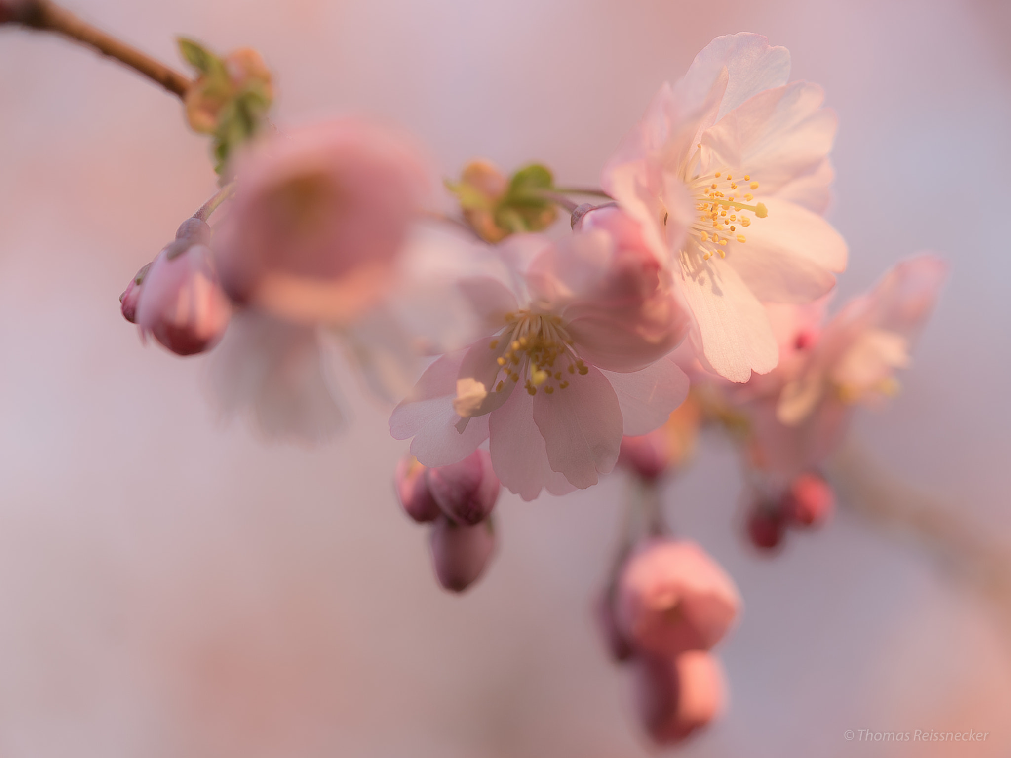 Sony a7S + Sony FE 90mm F2.8 Macro G OSS sample photo. Still just memories photography
