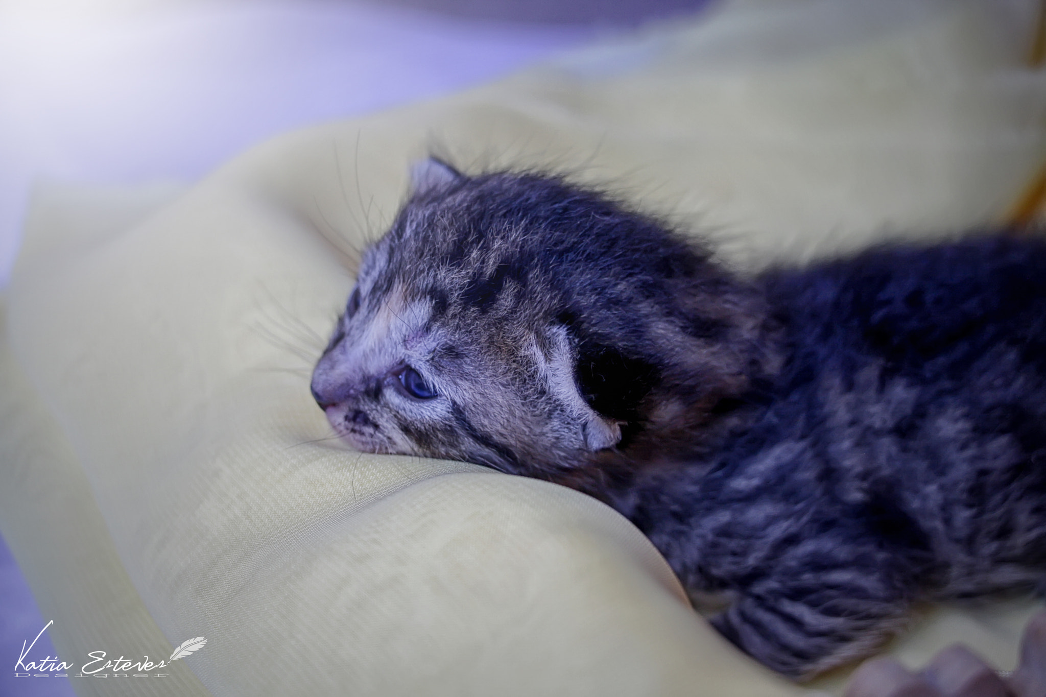 Canon EOS 40D sample photo. Baby cat photography
