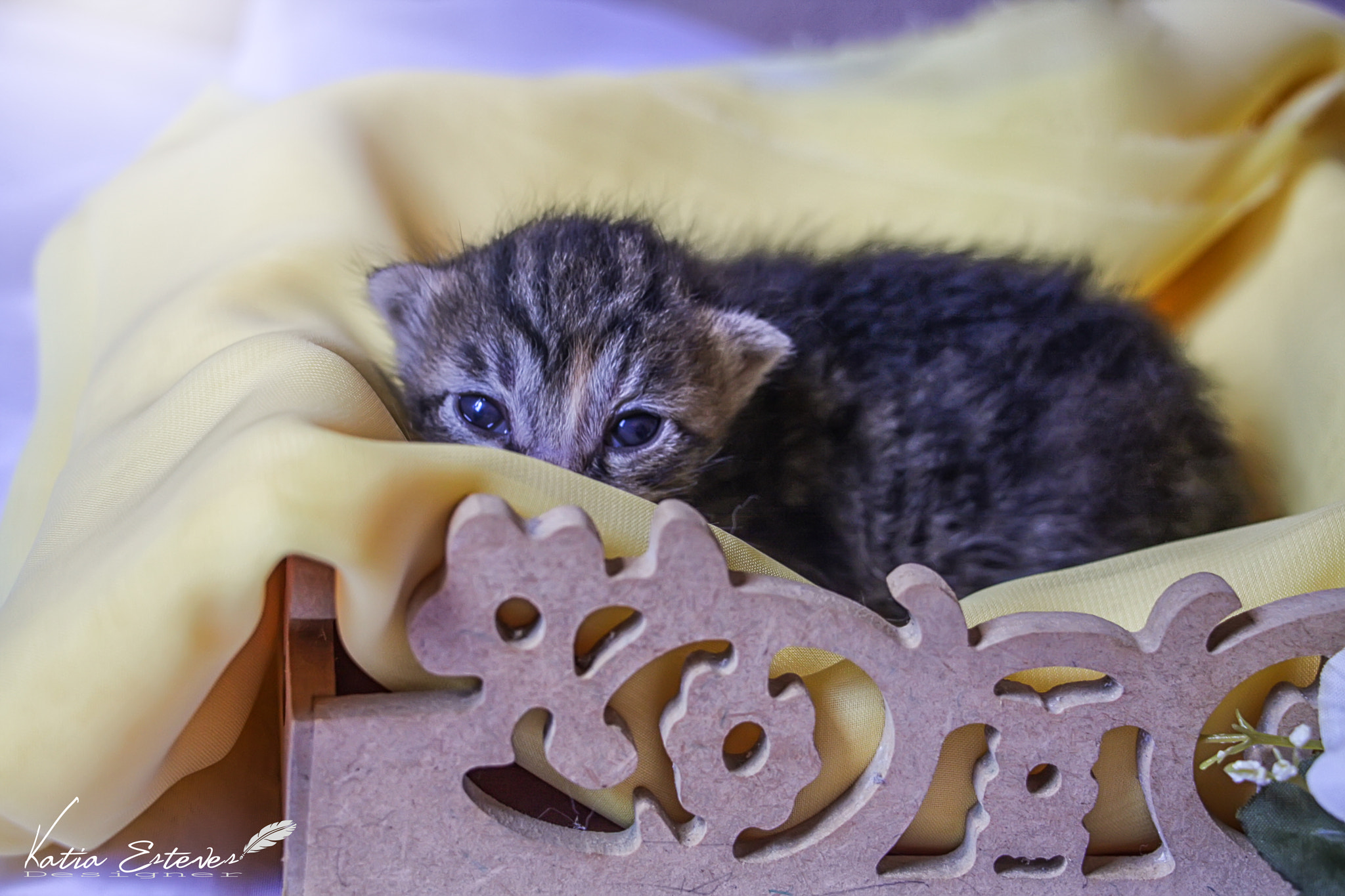 Canon EOS 40D sample photo. Baby cat photography