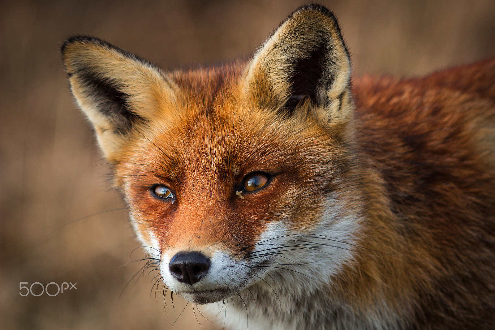 Canon EOS 600D (Rebel EOS T3i / EOS Kiss X5) + Canon EF 300mm F4L IS USM sample photo. Wild red fox photography