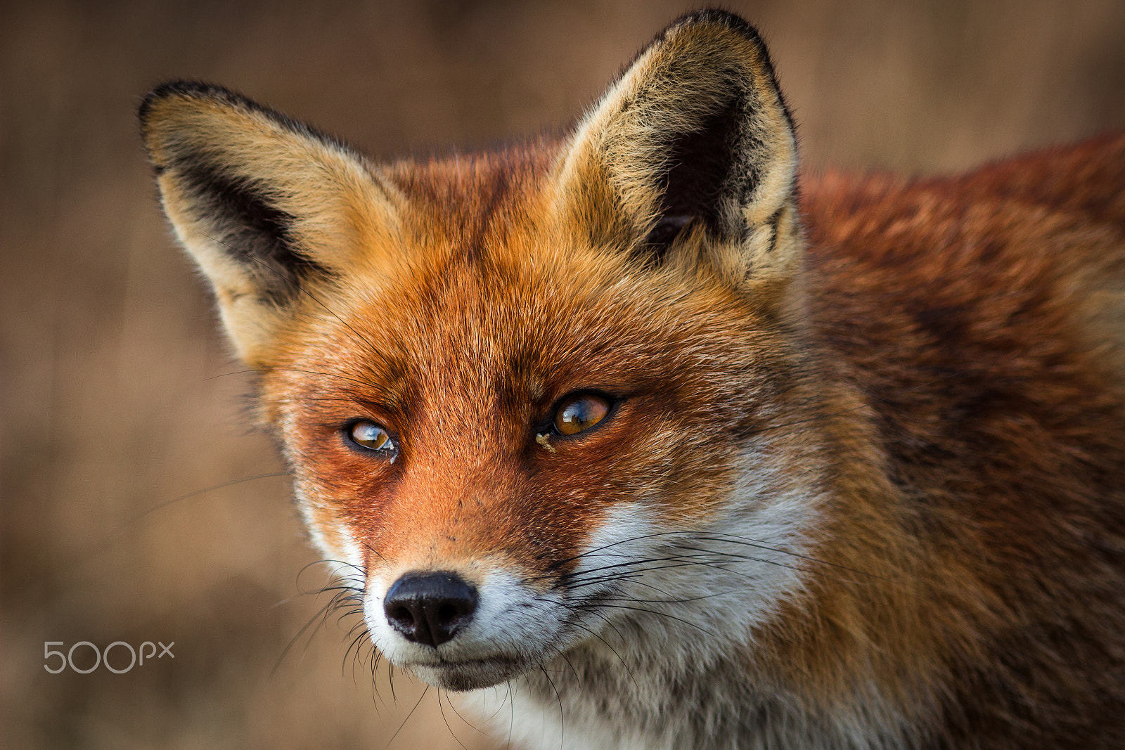 Canon EF 300mm F4L IS USM sample photo. Wild red fox photography