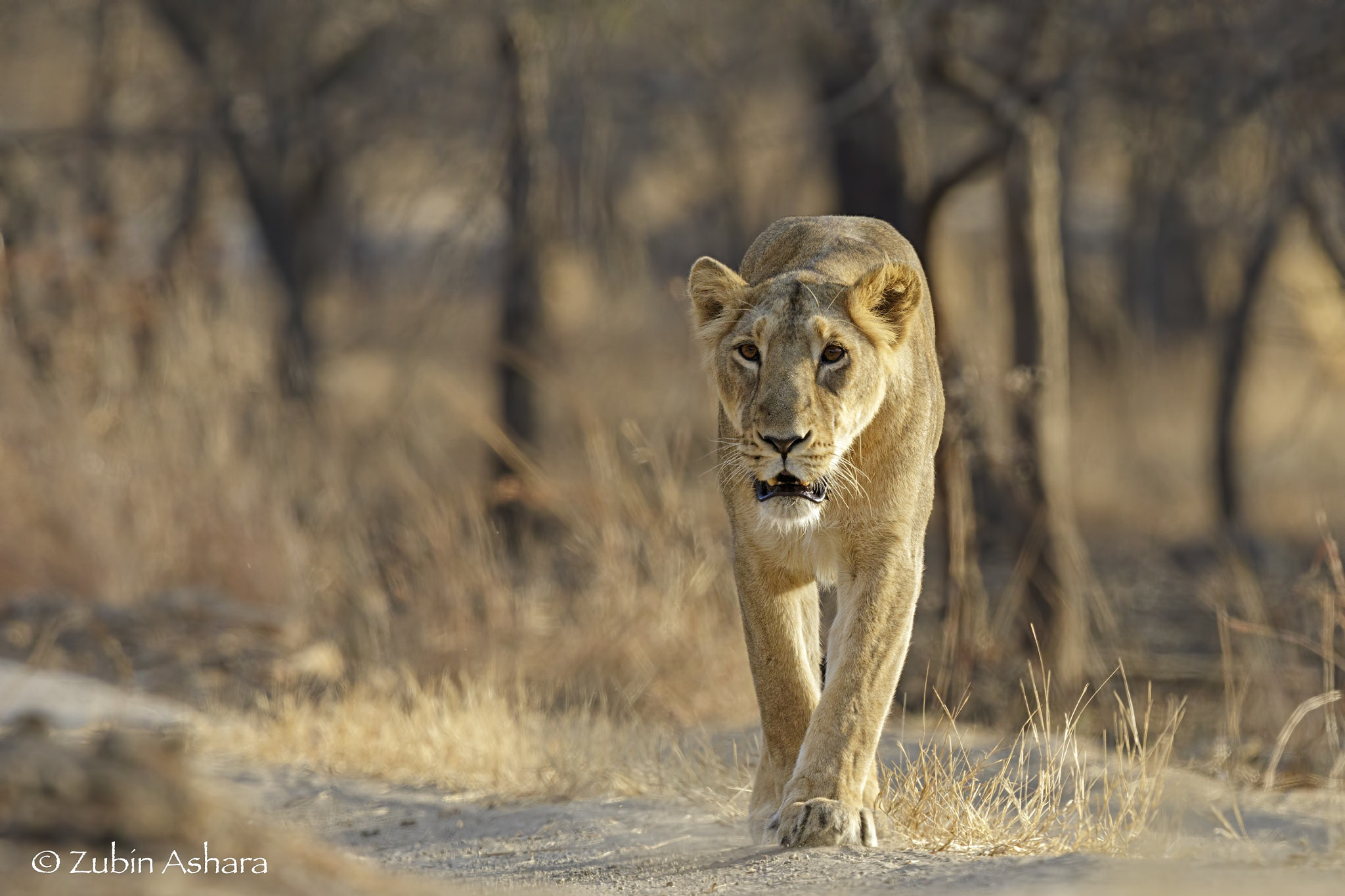 Canon EF 600mm F4L IS II USM sample photo. Asiatic lion photography