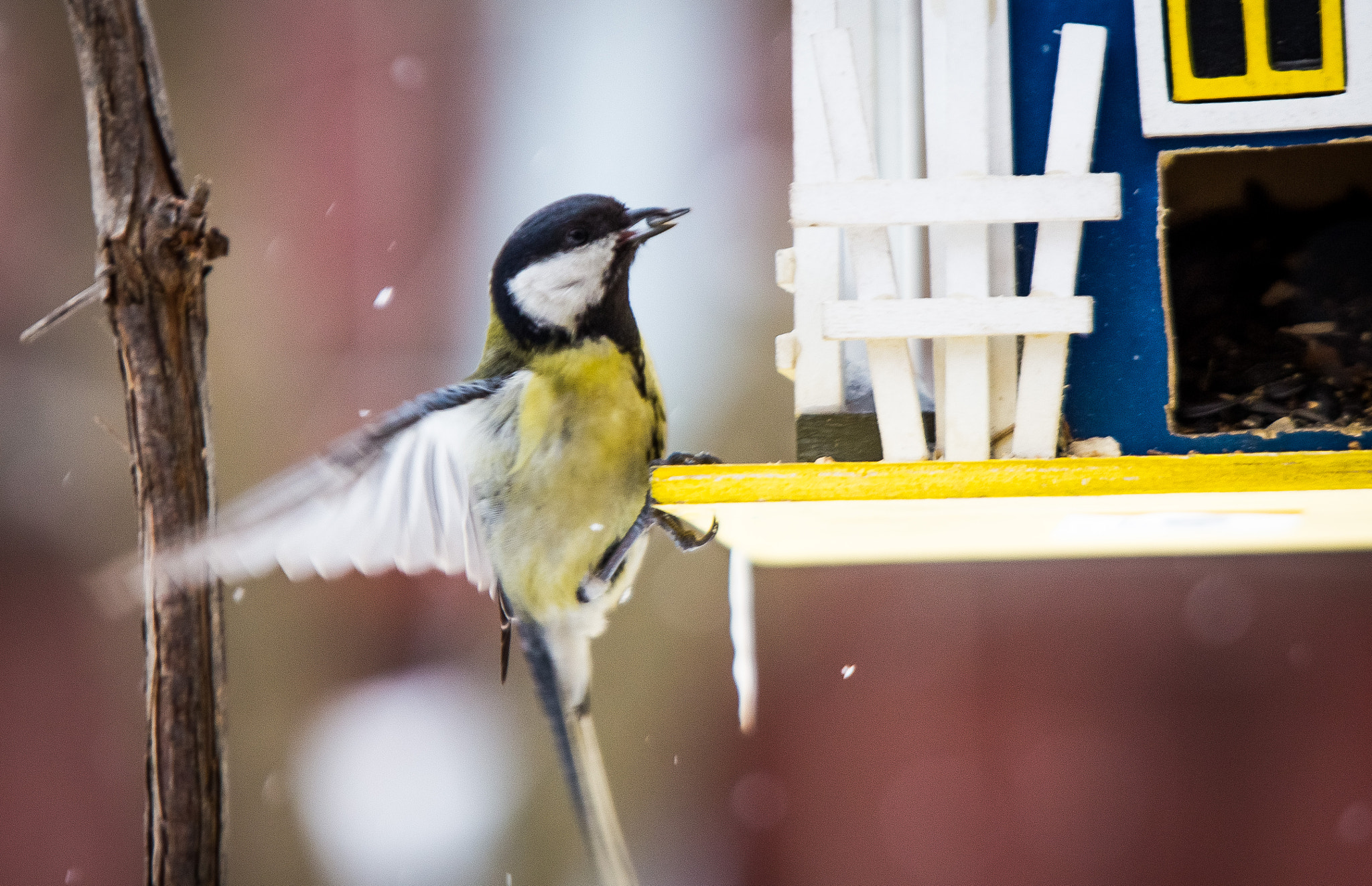 Canon EOS 60D + Canon EF 70-200mm F2.8L USM sample photo. Great tit on the feeder photography