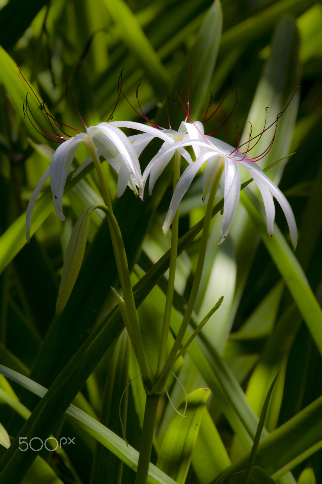 Canon EOS 50D sample photo. White lilly photography