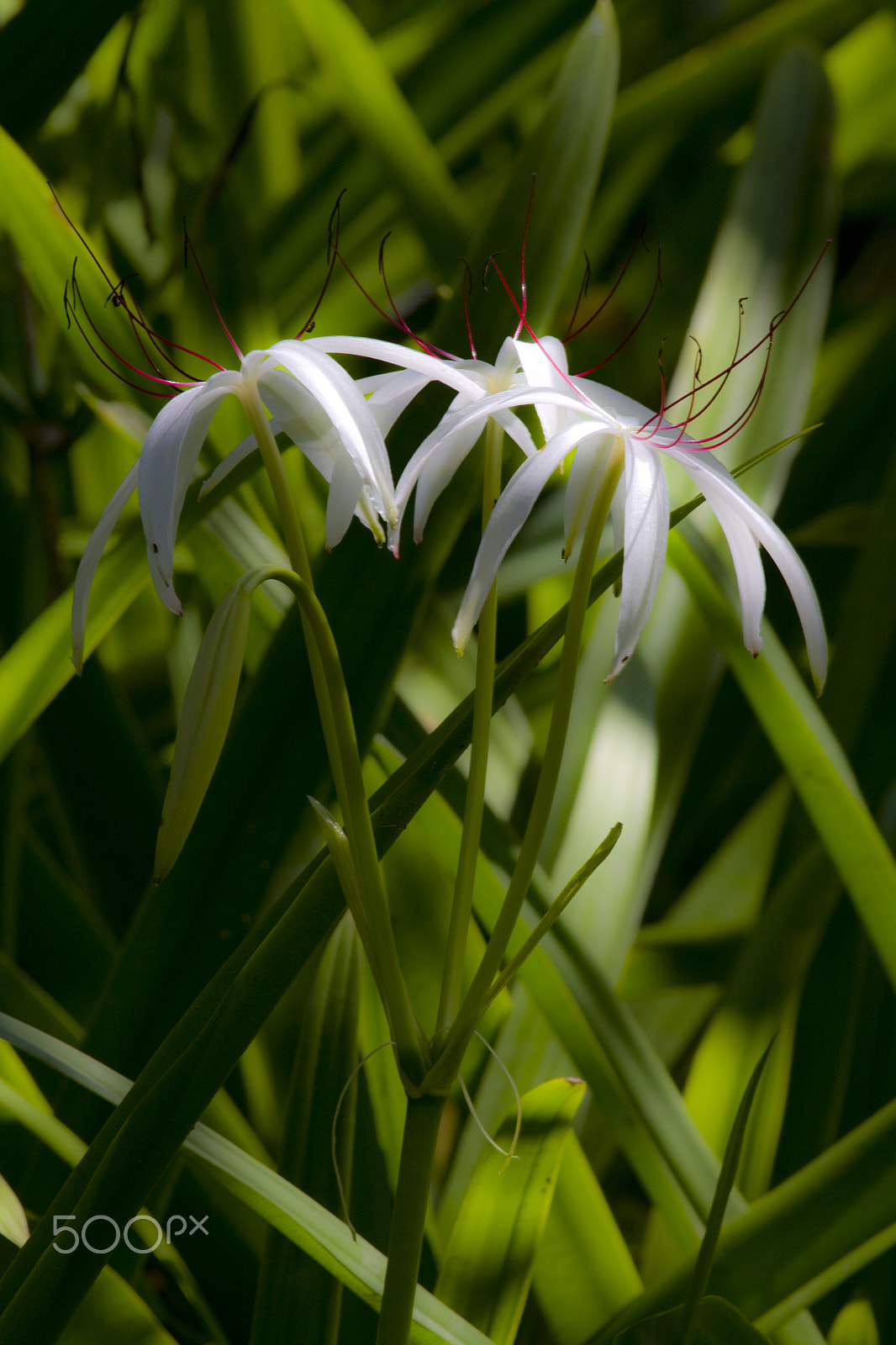 Canon EF 100-400mm F4.5-5.6L IS USM sample photo. White lilly photography