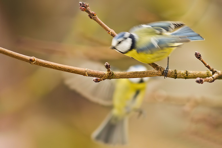 Canon EOS 6D + Canon EF 300mm F4L IS USM sample photo. Zwei blaumeisen im flug photography