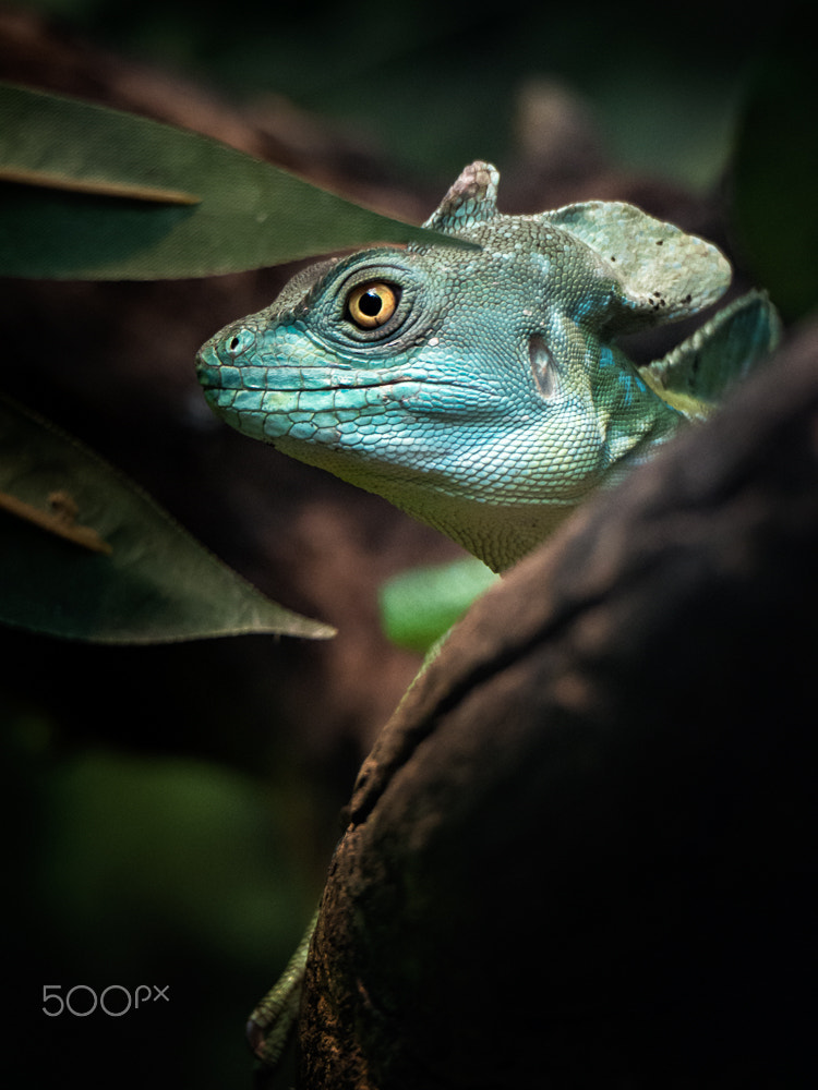 Olympus OM-D E-M10 II sample photo. Common basilisk, male photography