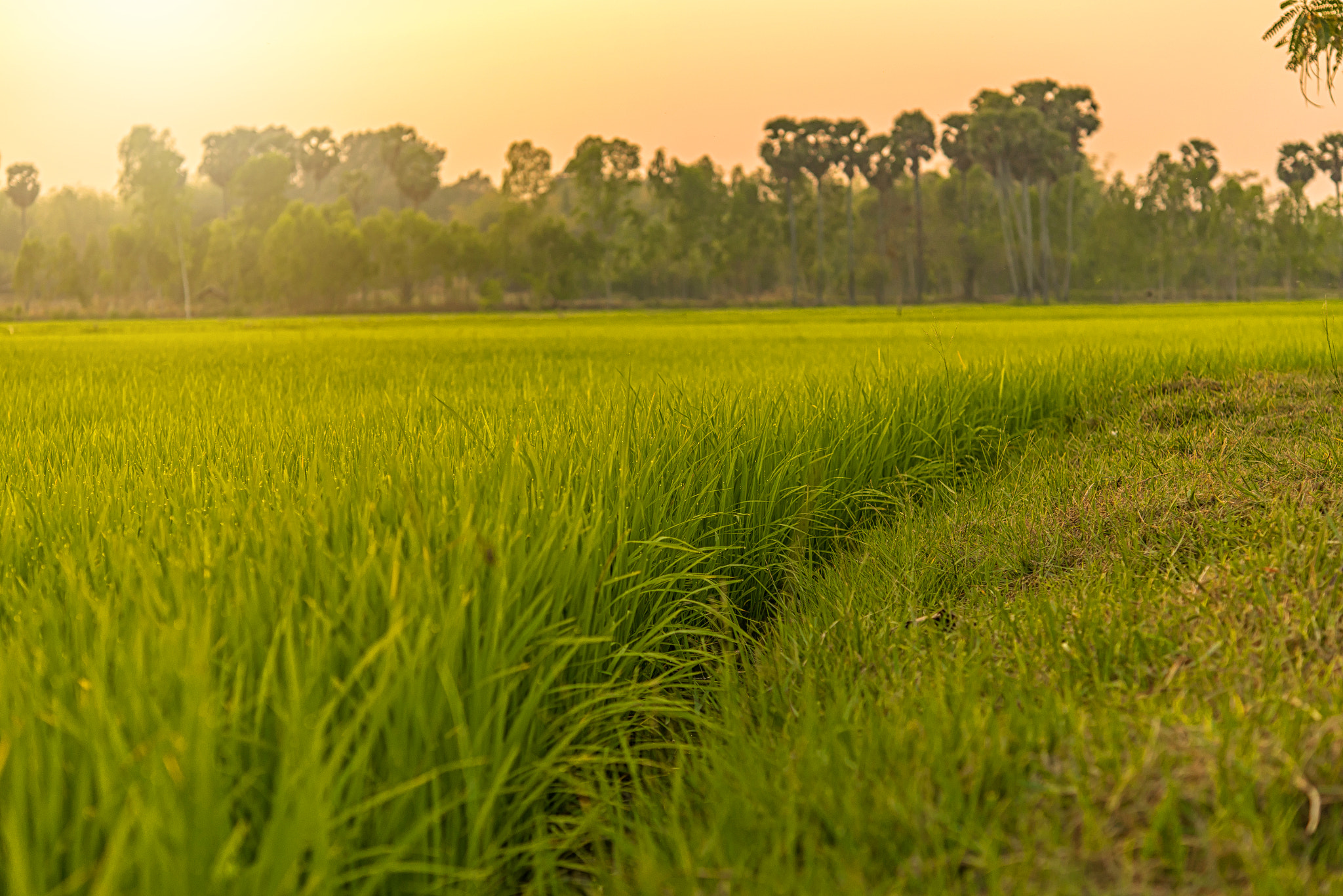 Nikon D610 + Nikon AF-S Micro-Nikkor 60mm F2.8G ED sample photo. Beautiful view of rice paddy field during sunset in thailnad. nature composition photography