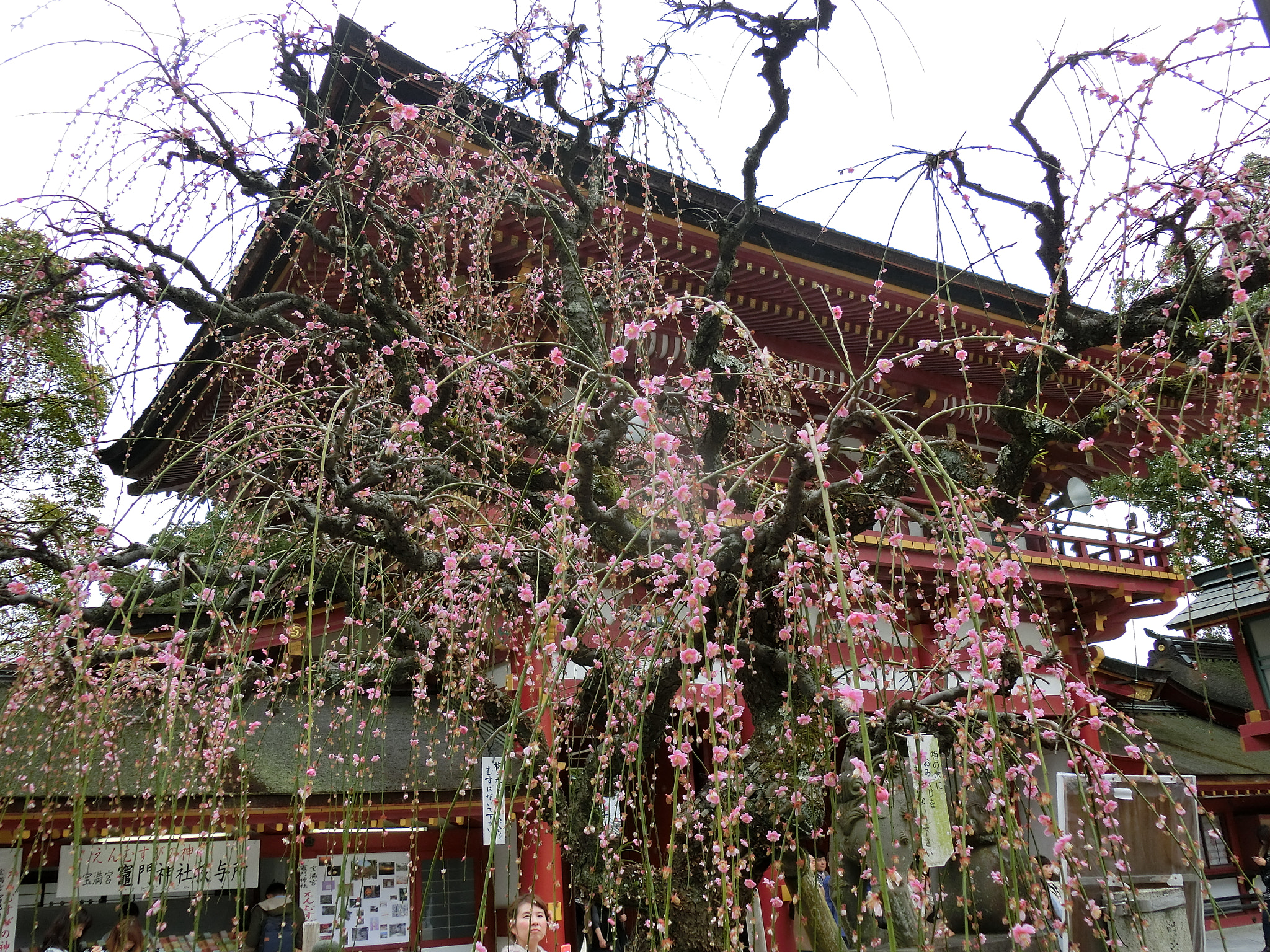 CASIO EX-ZR850 sample photo. 太宰府天満宮 photography