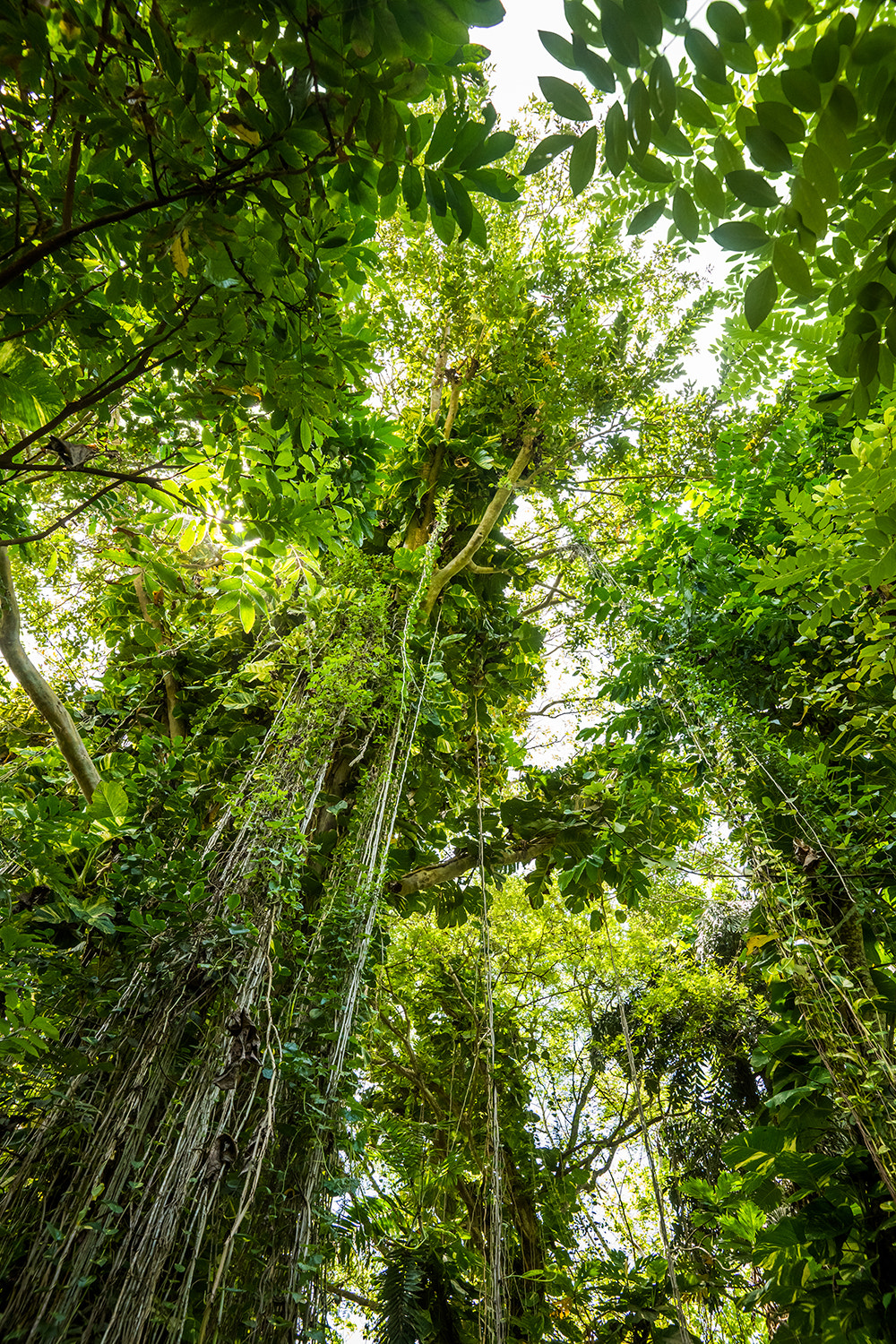 Sony Alpha a99 sample photo. Jungle photography