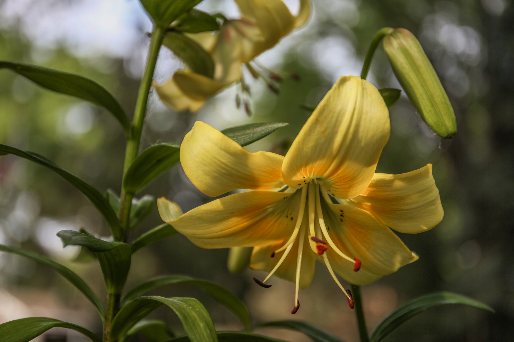 Canon EOS 5D Mark II sample photo. Yellow lilly photography