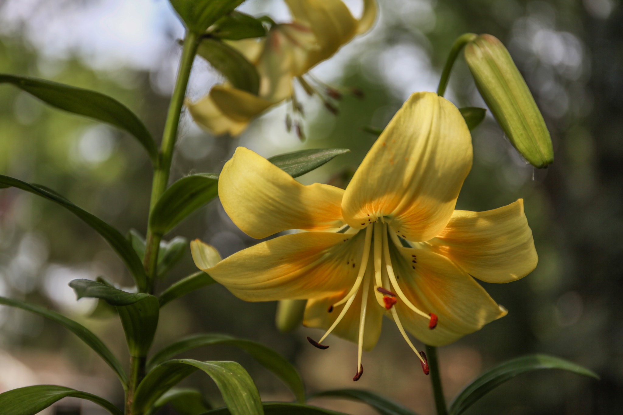 Canon EF 24-70mm F4L IS USM sample photo. Yellow lilly photography