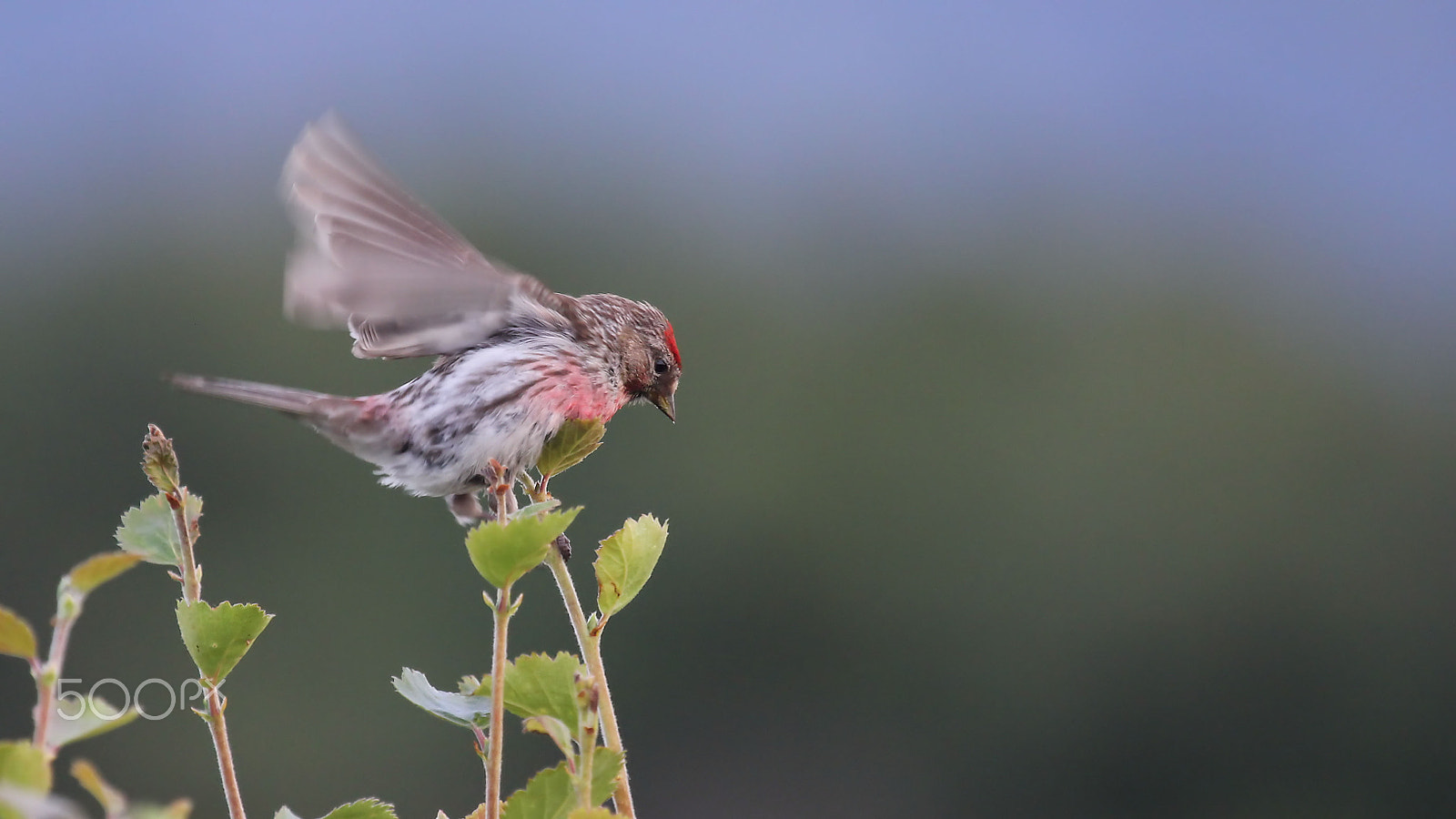 Canon EF 100-400mm F4.5-5.6L IS USM sample photo. Common linnet photography