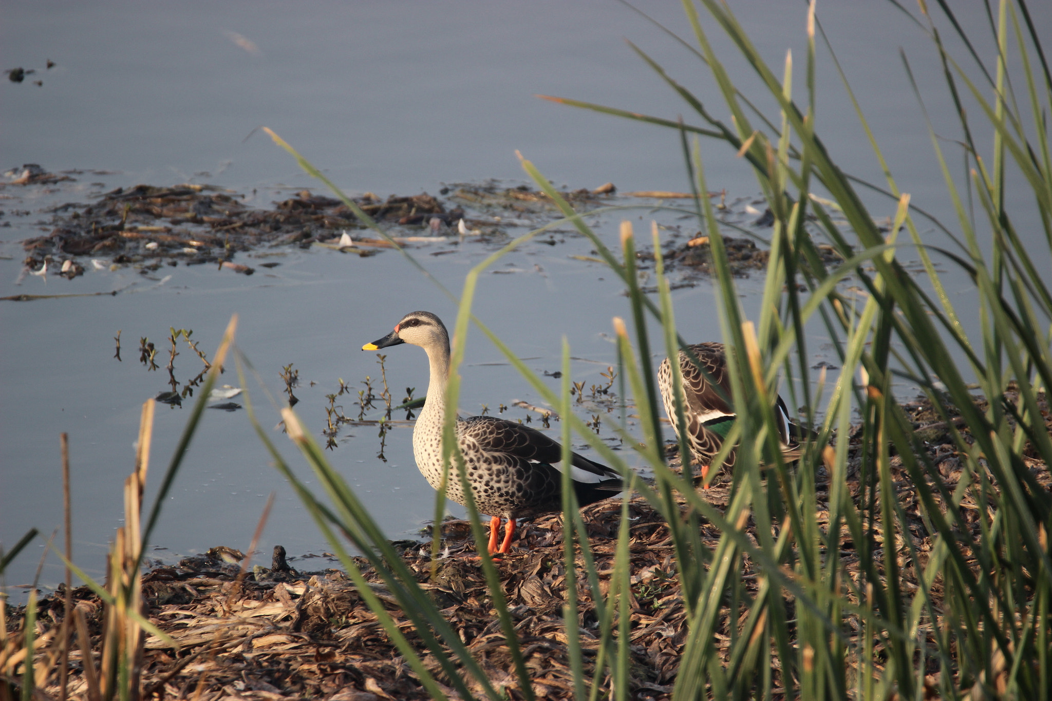 Tamron SP 150-600mm F5-6.3 Di VC USD sample photo. Img photography