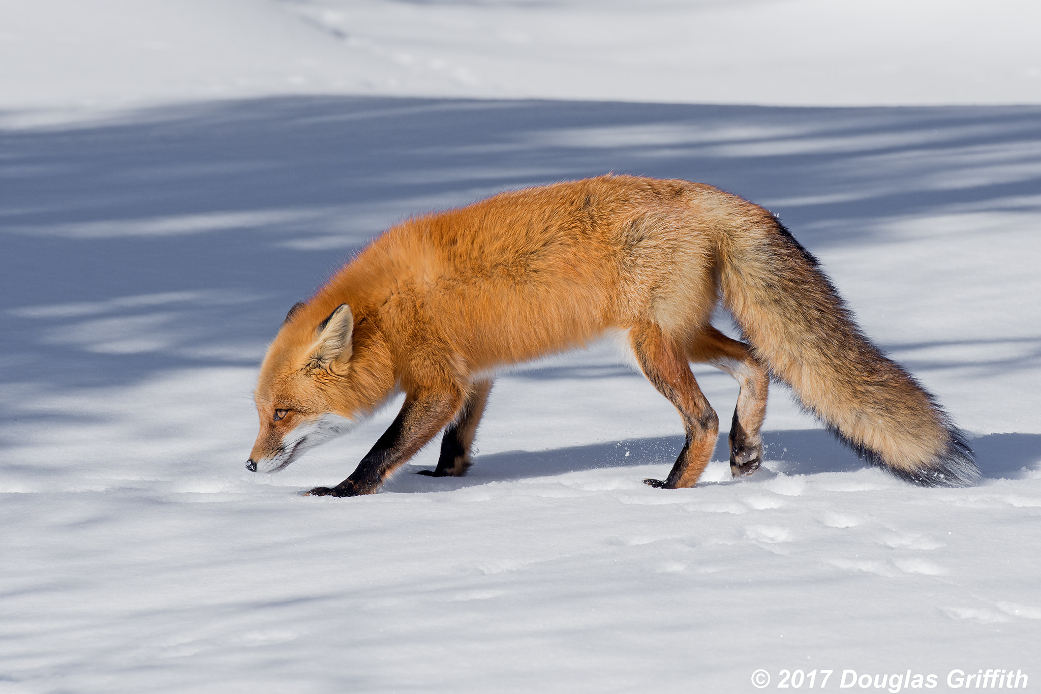 Nikon D7200 + Nikon AF-S Nikkor 70-200mm F2.8G ED VR II sample photo. Follow the scent: female red fox (vulpes vulpes) photography