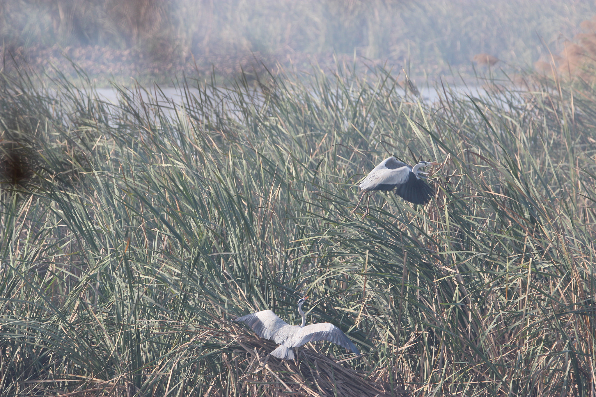 Tamron SP 150-600mm F5-6.3 Di VC USD sample photo. Img photography