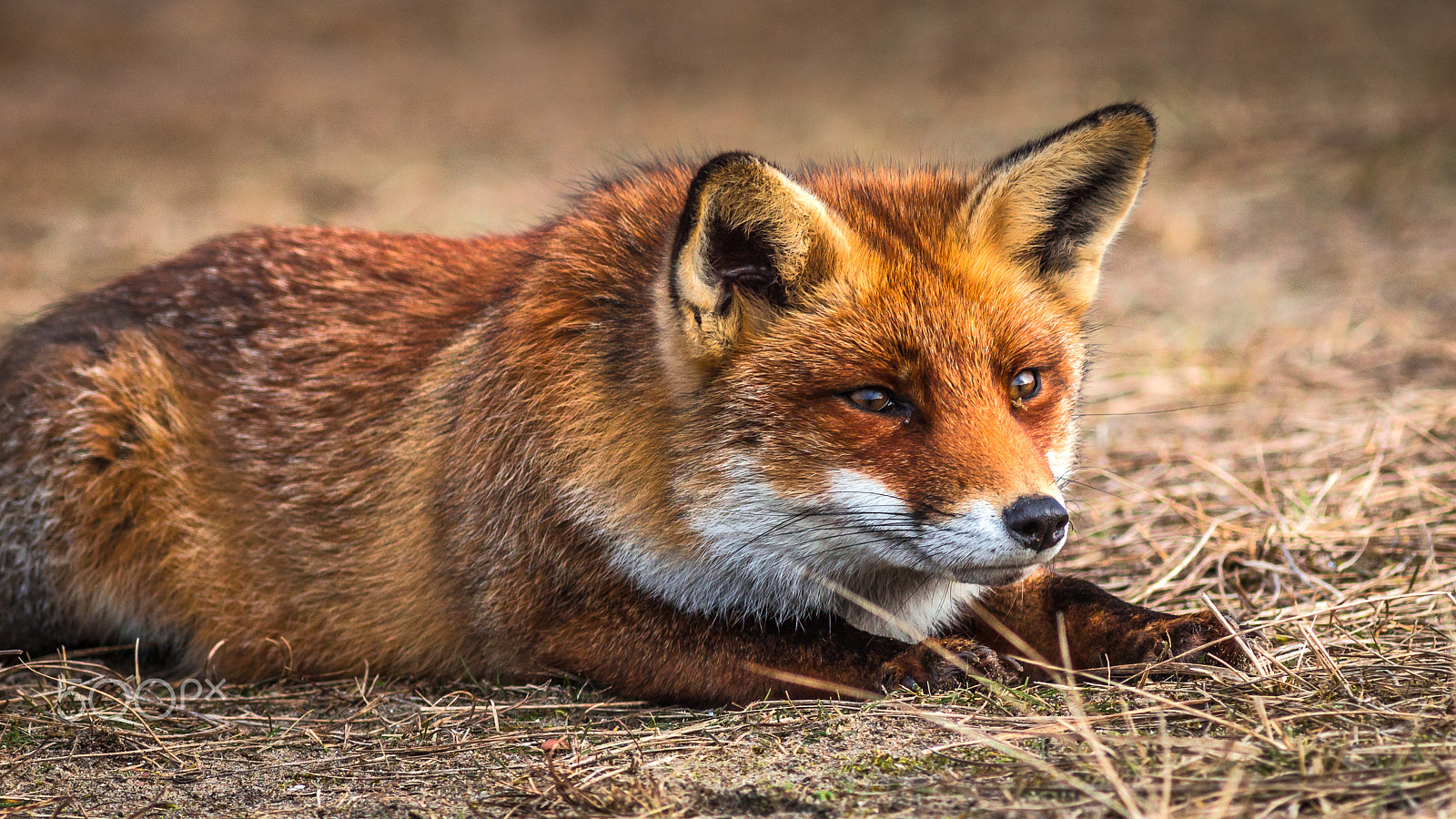 Canon EOS 600D (Rebel EOS T3i / EOS Kiss X5) + Canon EF 300mm F4L IS USM sample photo. Attentive red fox photography
