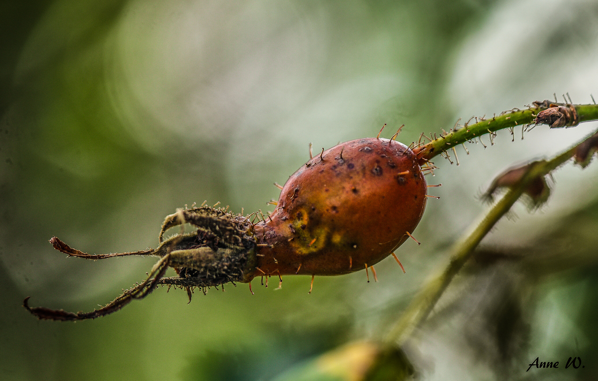 NX 50-200mm F4-5.6 sample photo. Untitled photography