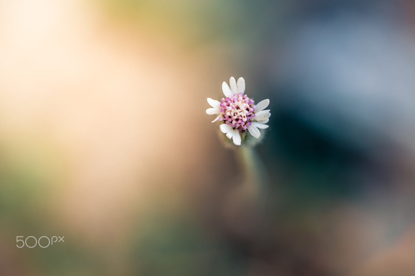 Sigma 105mm F2.8 EX DG OS HSM sample photo. Blur! photography