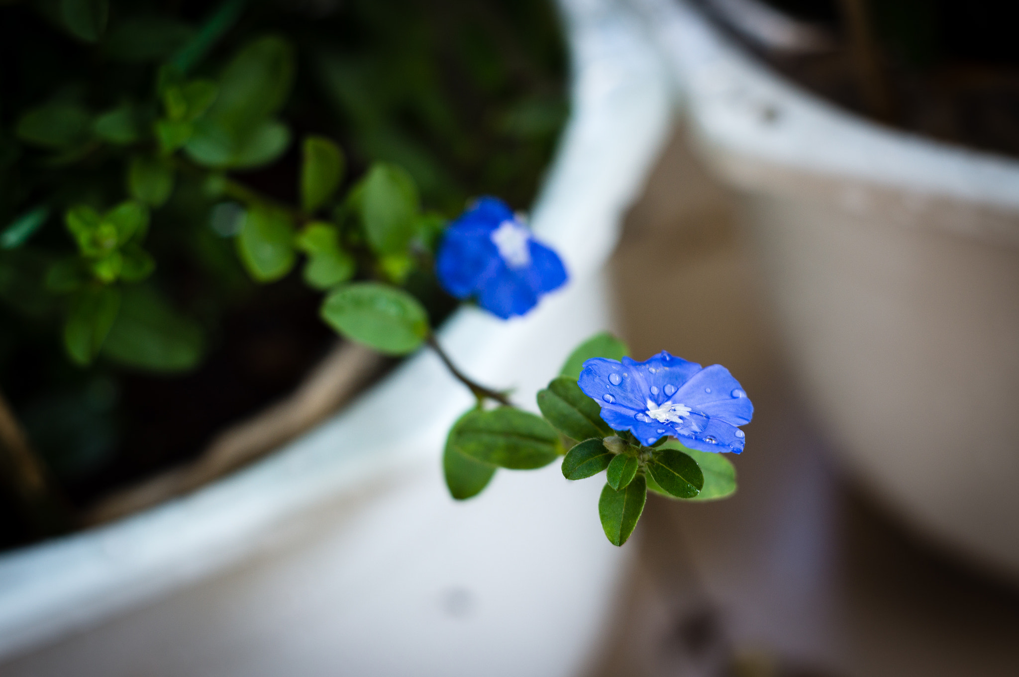 Sony Alpha DSLR-A580 + Minolta AF 50mm F1.7 sample photo