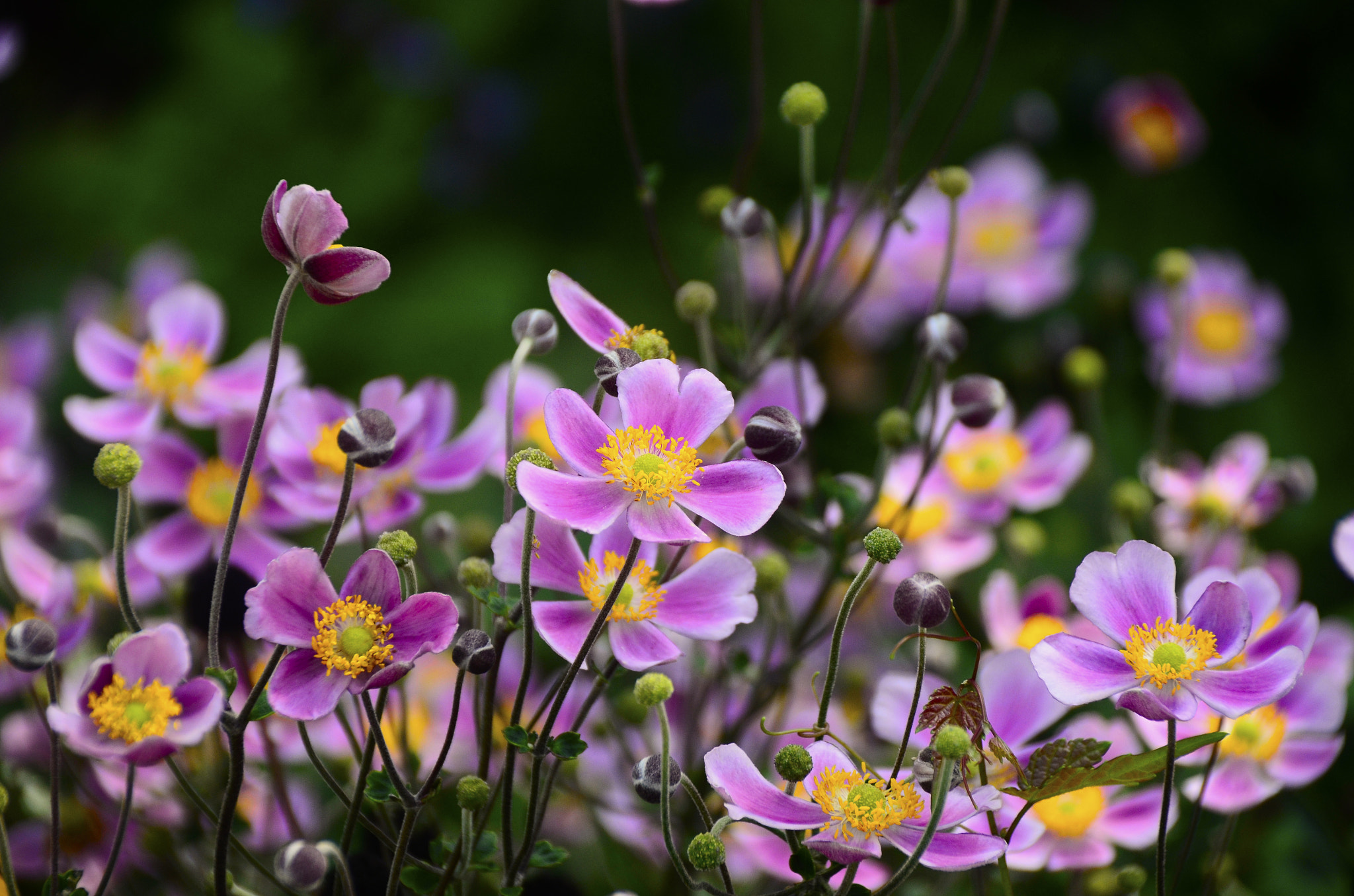 Sigma 18-250mm F3.5-6.3 DC Macro OS HSM sample photo. Pink flowers in the sun photography