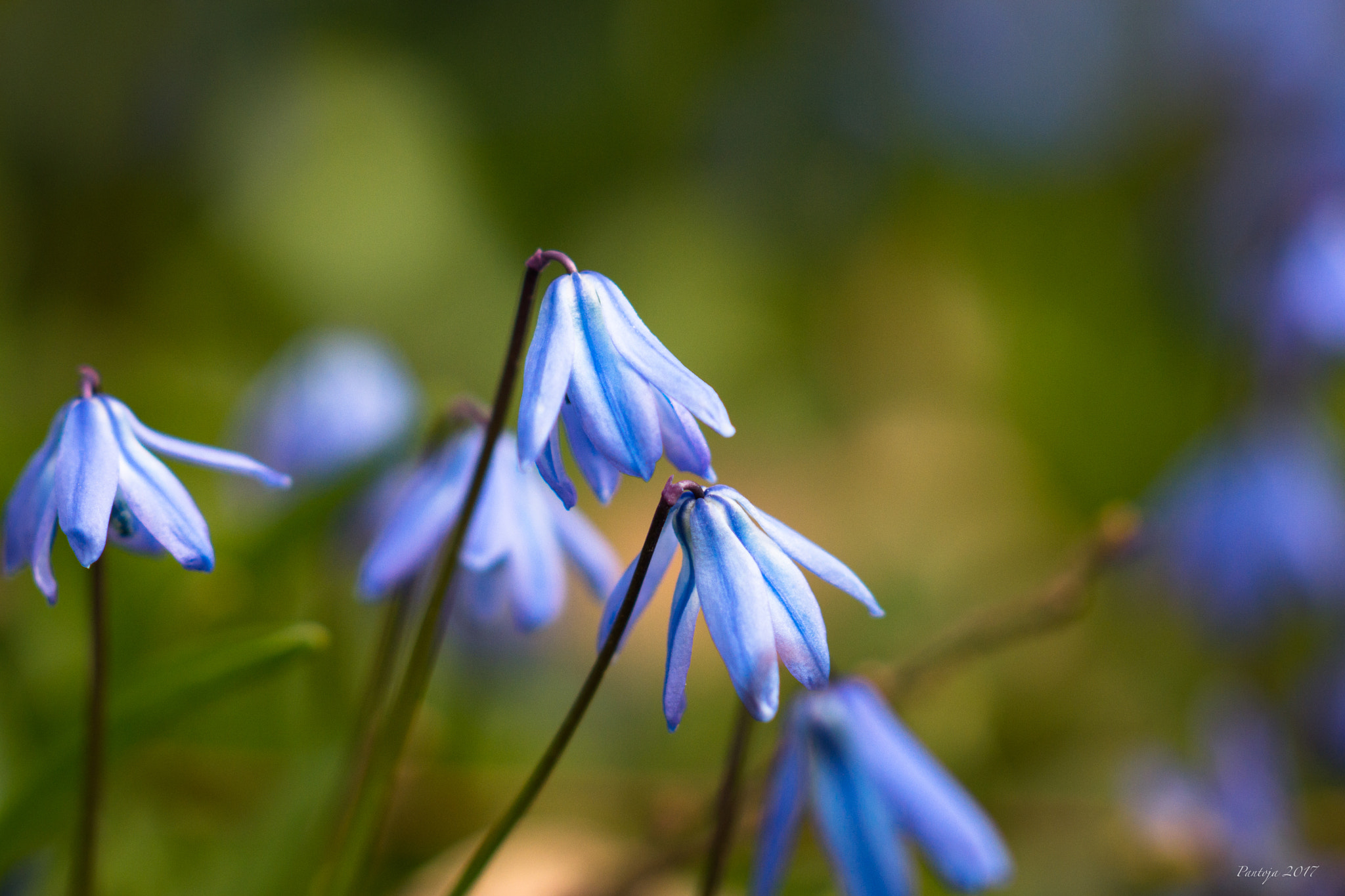 Sony Sonnar T* 135mm F1.8 ZA sample photo. Psst! listen to me photography