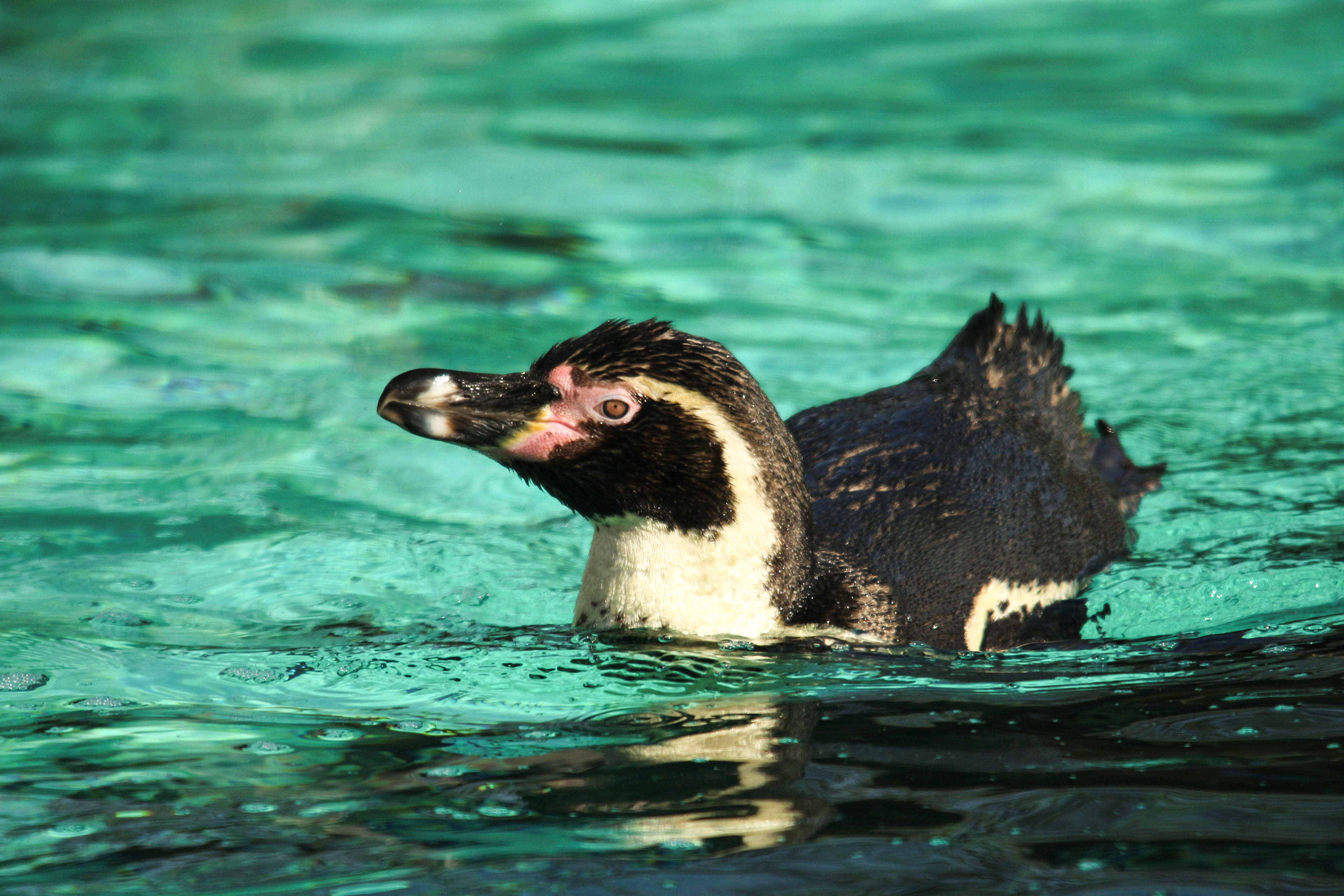 Sigma 150-500mm F5-6.3 DG OS HSM sample photo. Img photography