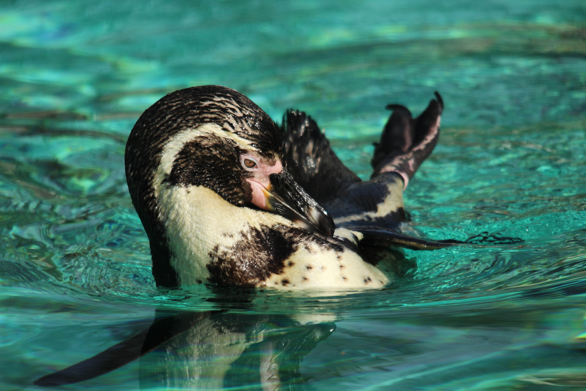 Sigma 150-500mm F5-6.3 DG OS HSM sample photo. Img photography