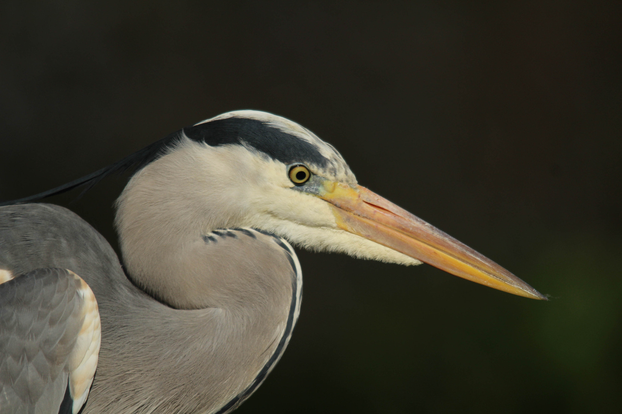 Sigma 150-500mm F5-6.3 DG OS HSM sample photo. Img photography