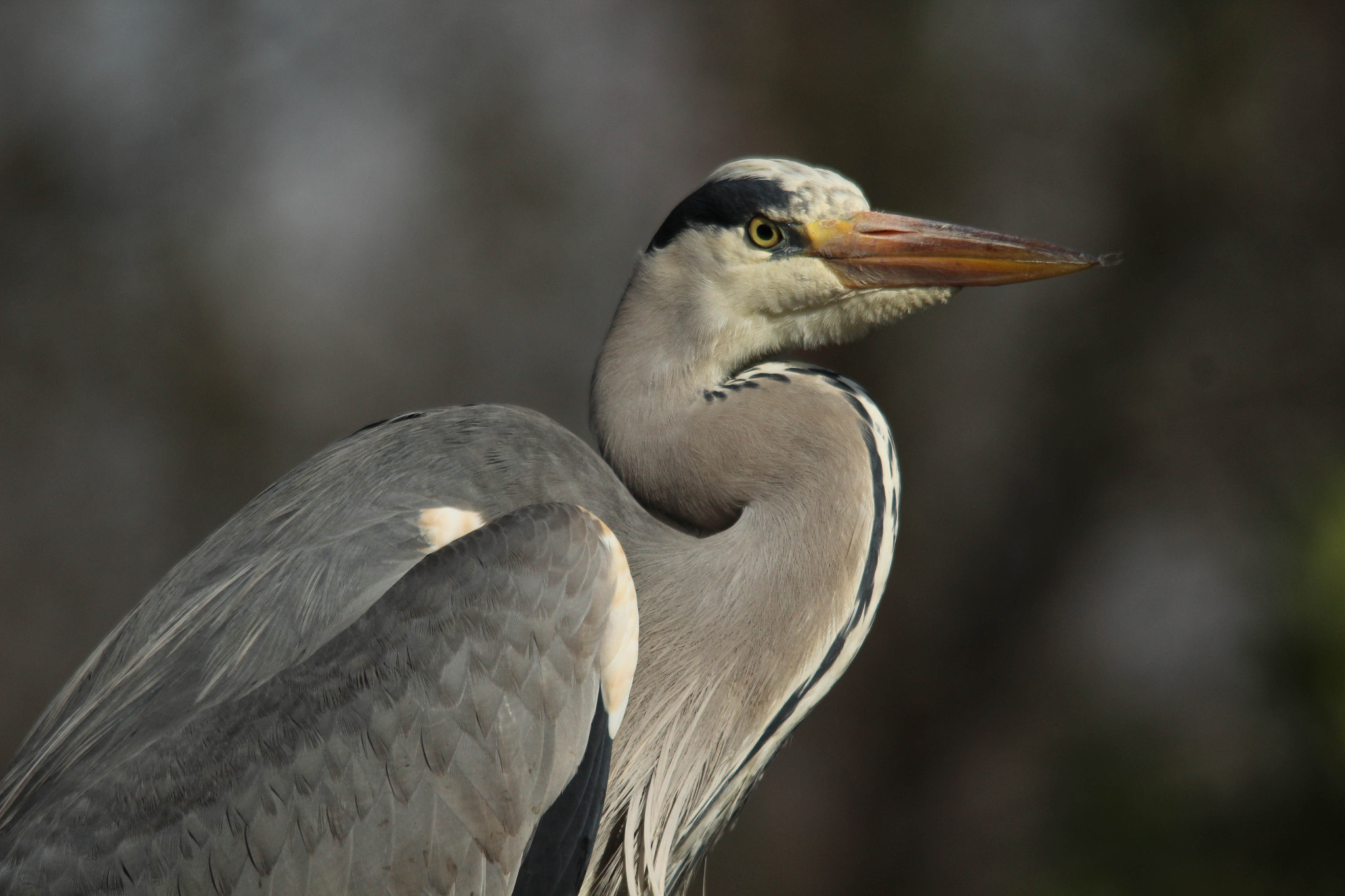 Sigma 150-500mm F5-6.3 DG OS HSM sample photo. Img photography