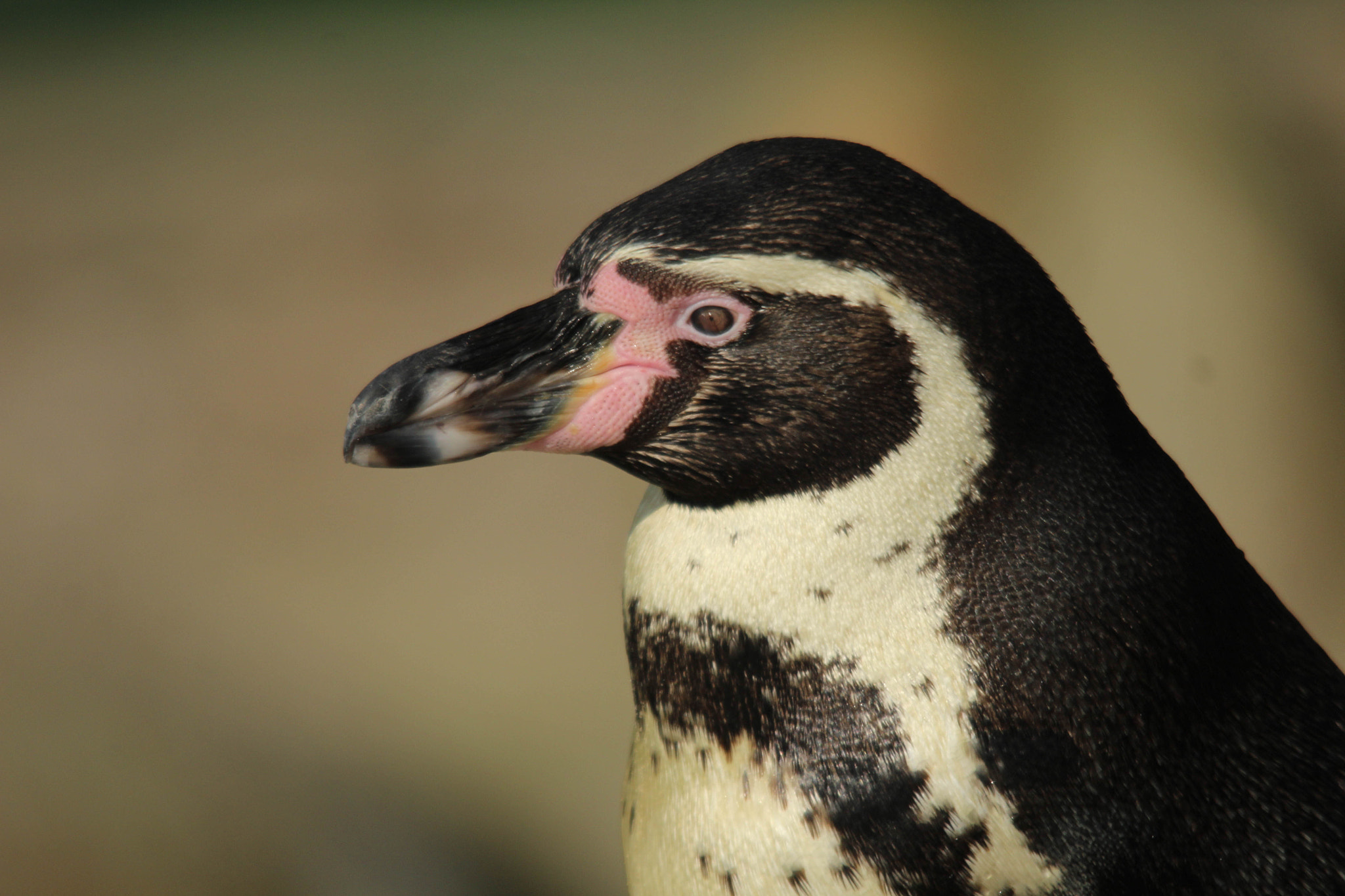 Sigma 150-500mm F5-6.3 DG OS HSM sample photo. Img photography