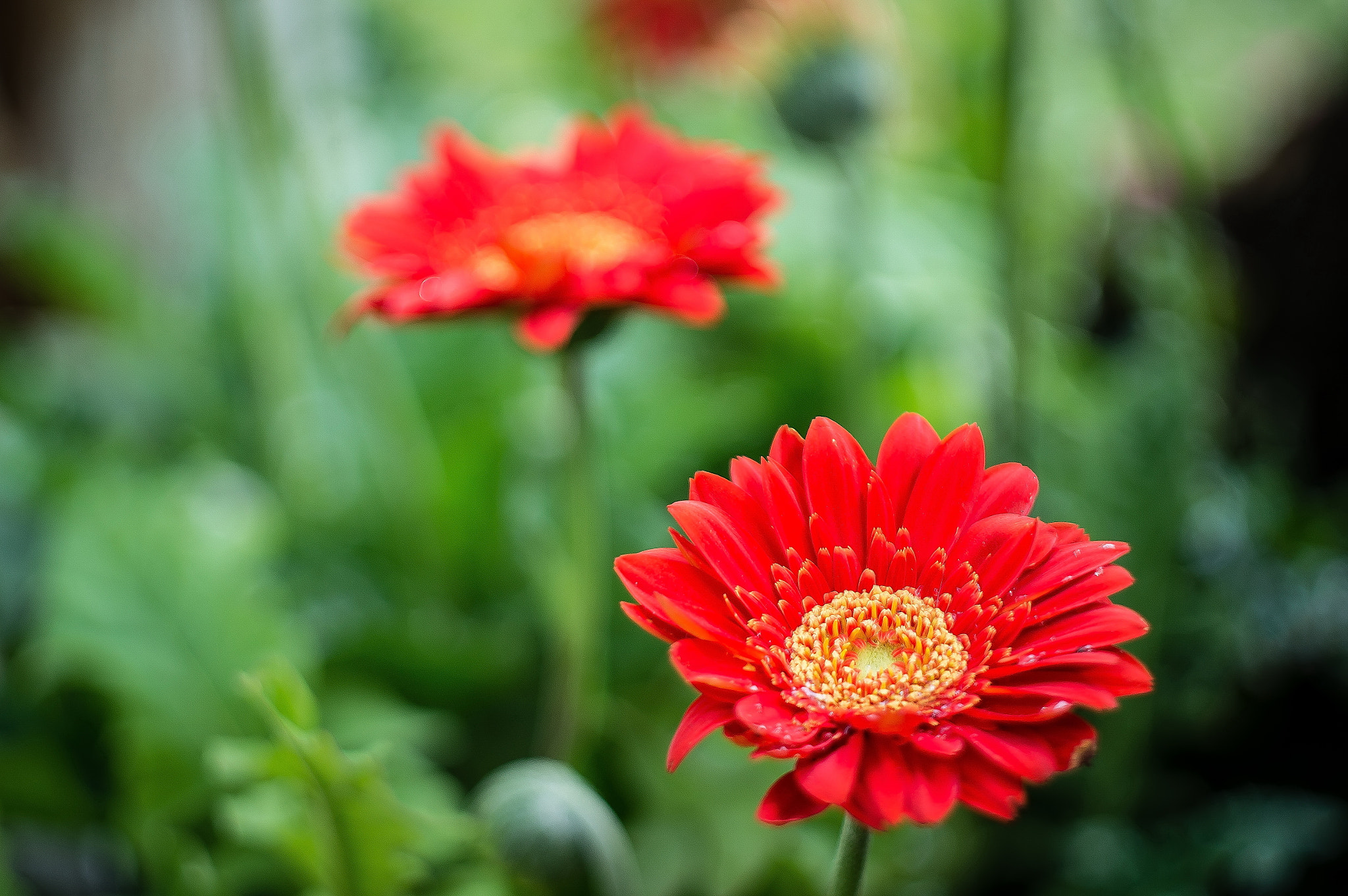 Sony Alpha DSLR-A580 + Minolta AF 50mm F1.7 sample photo