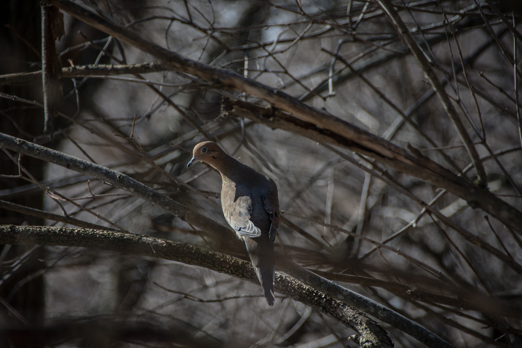 Sigma 18-250mm F3.5-6.3 DC Macro OS HSM sample photo. The elusive long necked dove photography