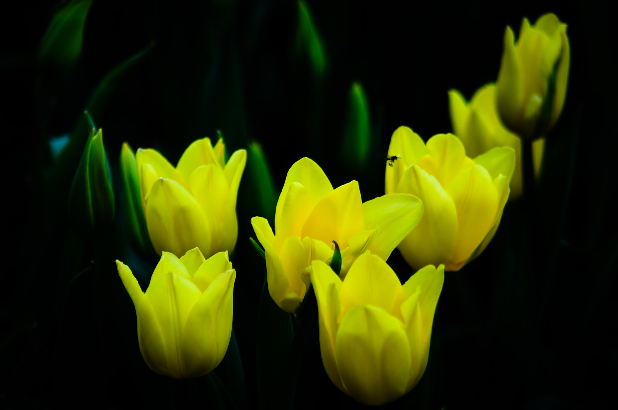 Sony Alpha DSLR-A580 + Minolta AF 50mm F1.7 sample photo