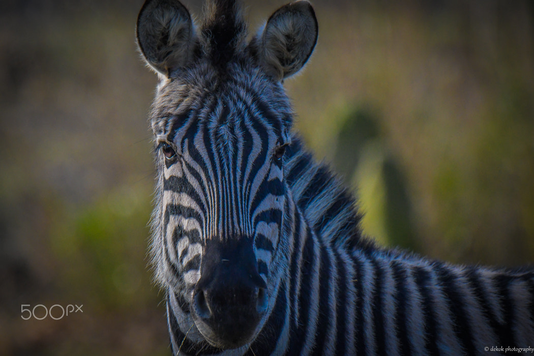 Nikon D500 sample photo. Portrait zebra .. photography