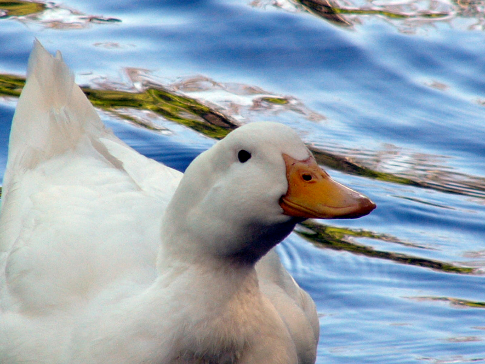 Panasonic DMC-FZ10 sample photo. Goose photography