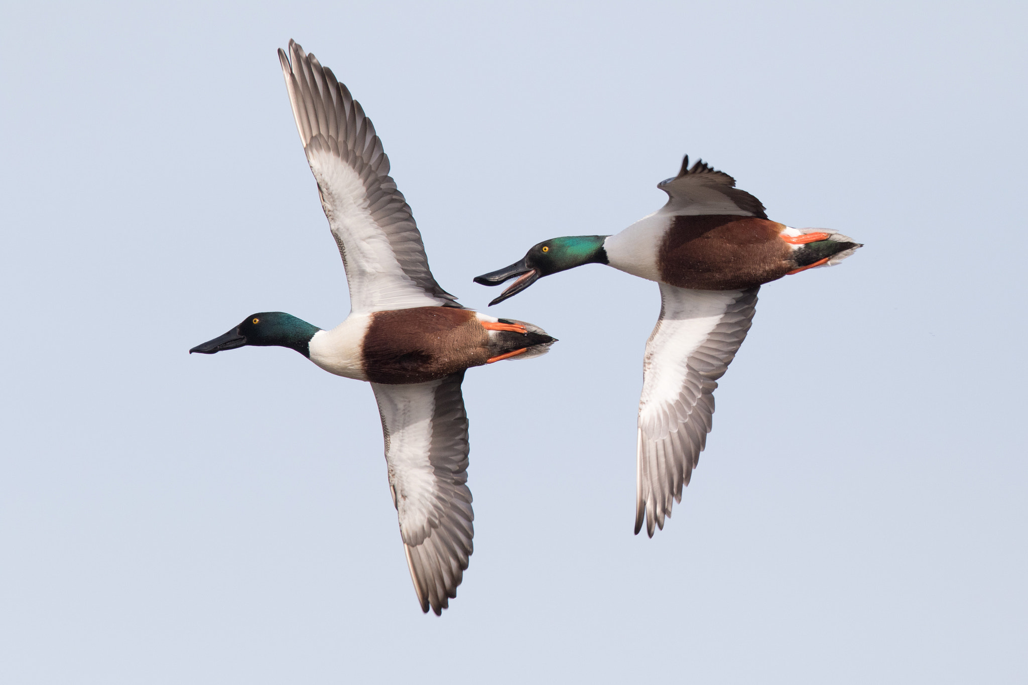 Canon EF 500mm F4L IS II USM sample photo. Northern shovelers in flight photography