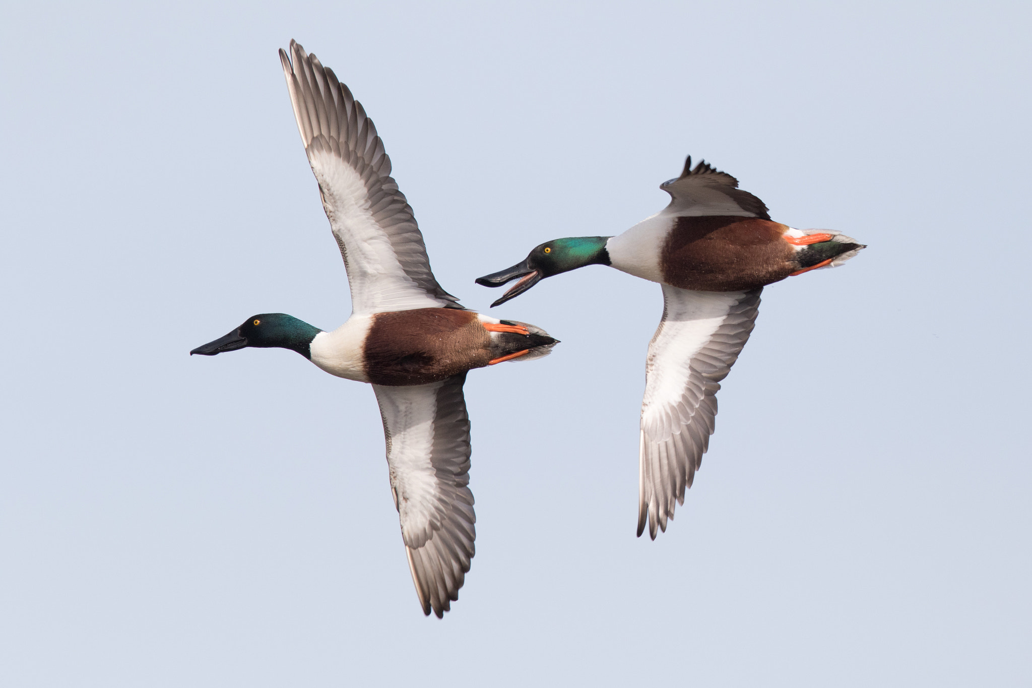 Canon EOS 7D Mark II sample photo. Northern shovelers in flight photography