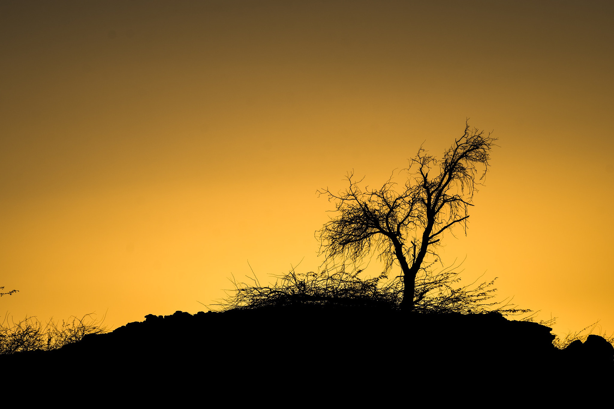 Nikon AF-S Nikkor 70-200mm F2.8G ED VR II sample photo. Alone tree photography