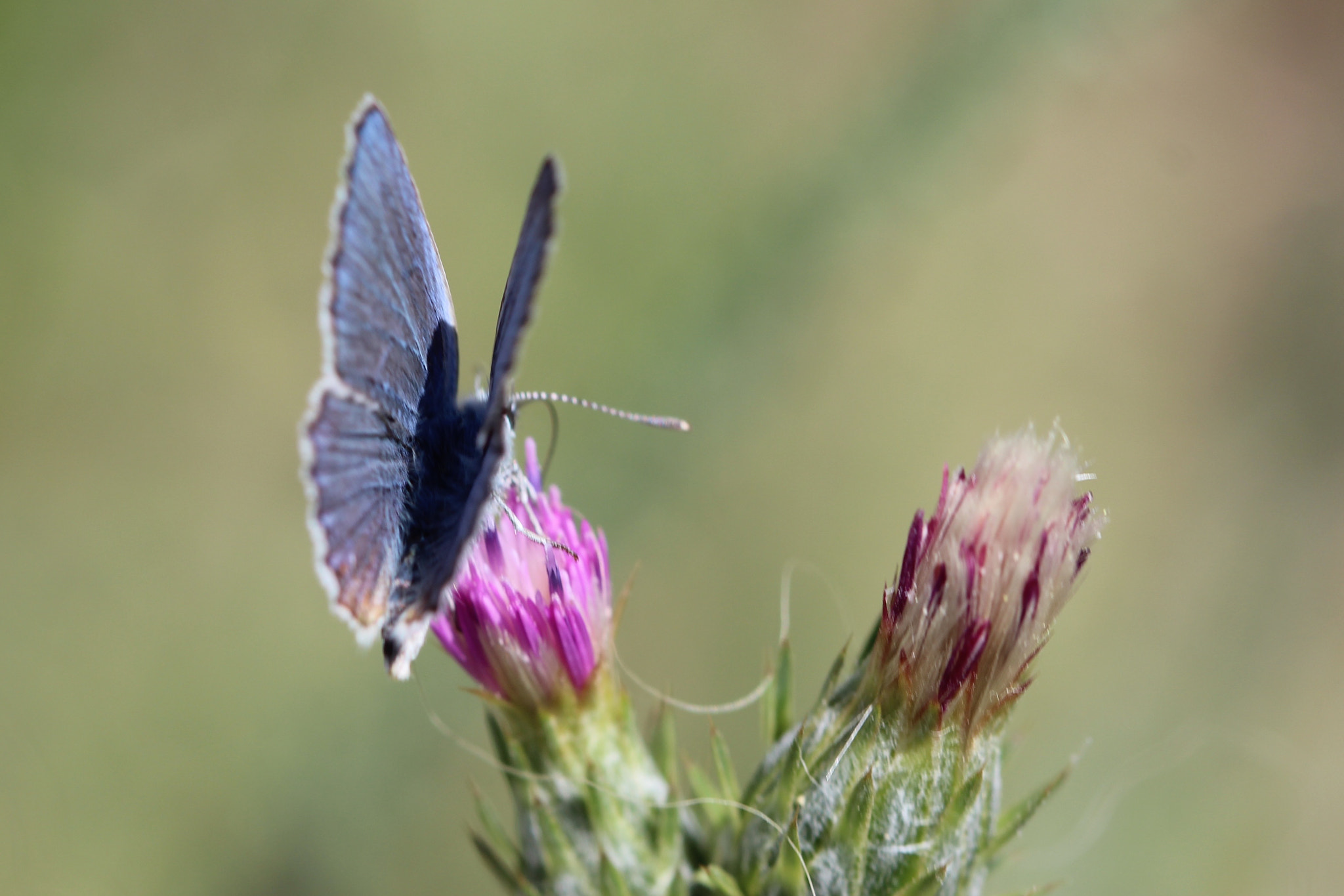 Canon EOS 600D (Rebel EOS T3i / EOS Kiss X5) + Canon EF 100mm F2.8 Macro USM sample photo. Common blue butterfly on a thistle photography