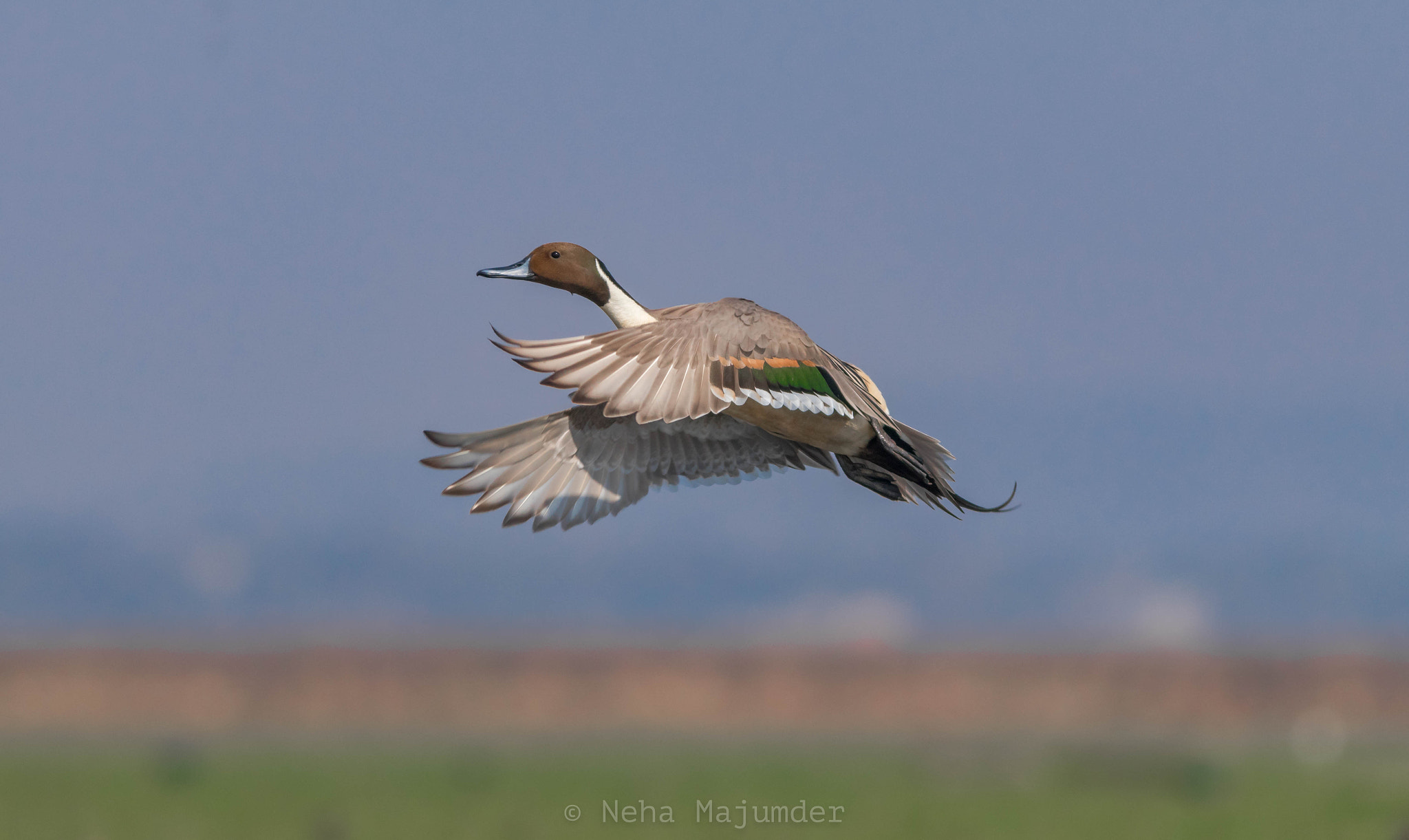 Canon EOS 80D sample photo. Northern pintail photography