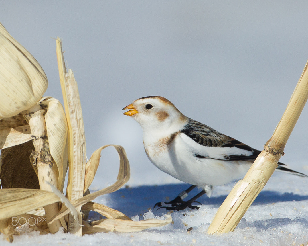 Canon EF 500mm F4L IS USM sample photo. Snow bunting photography