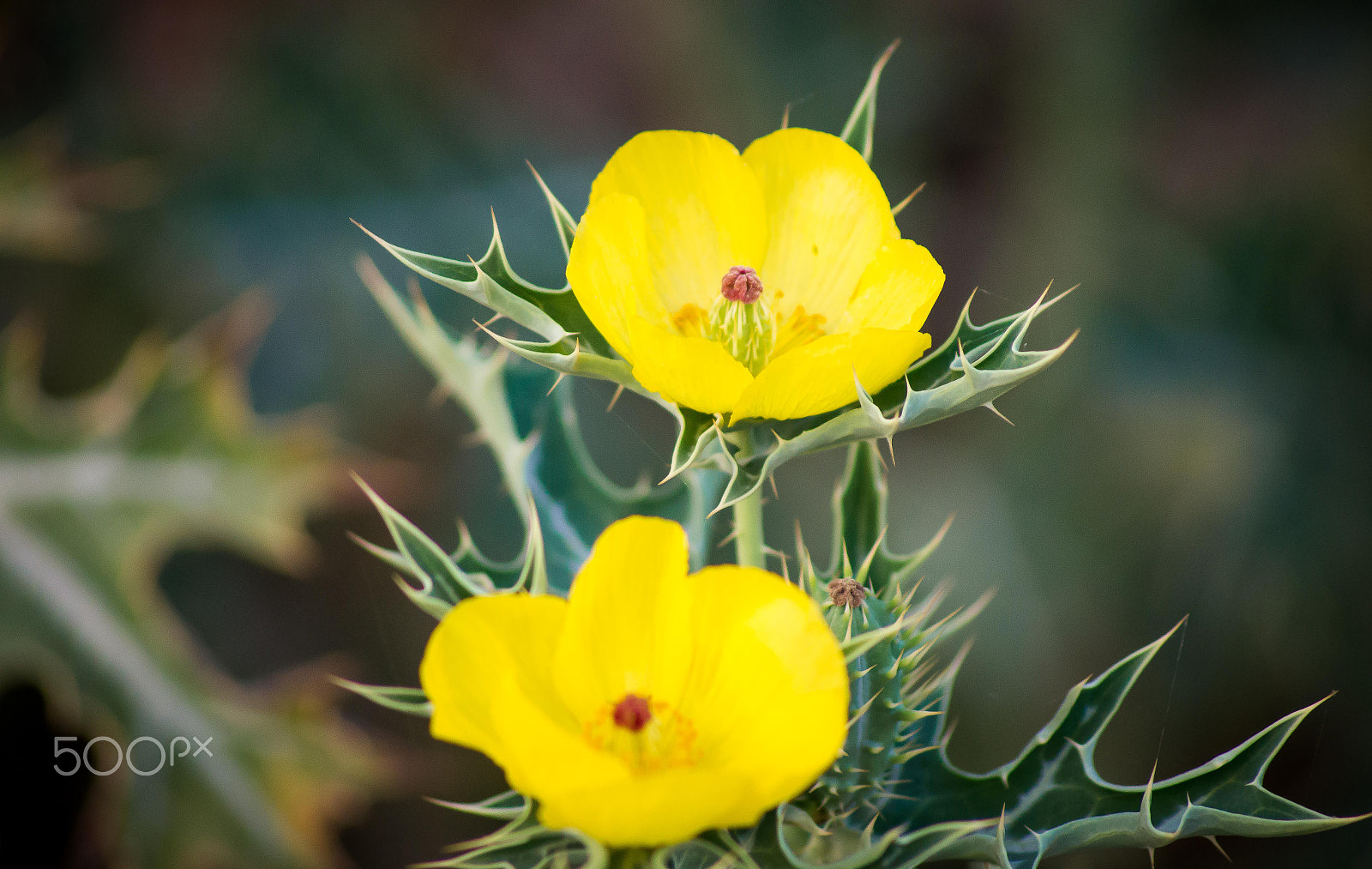 Sony 75-300mm F4.5-5.6 sample photo. Spiky photography