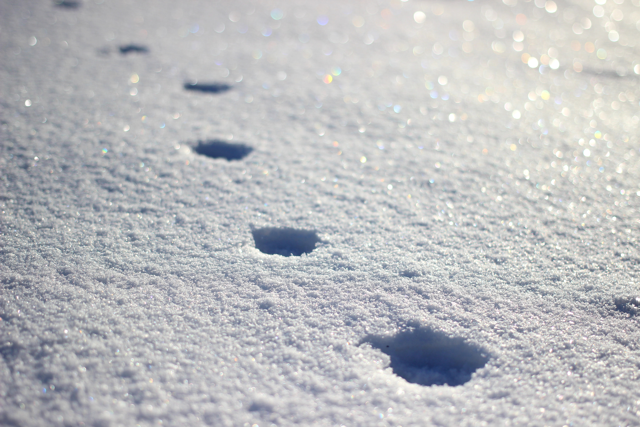 Canon EOS 600D (Rebel EOS T3i / EOS Kiss X5) + Canon EF 40mm F2.8 STM sample photo. Winter wonderland photography