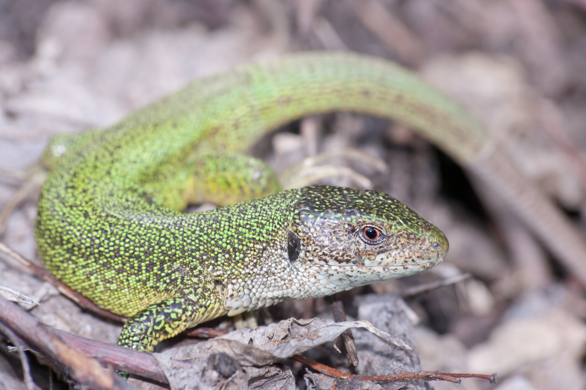 Pentax K20D sample photo. Green lizard photography