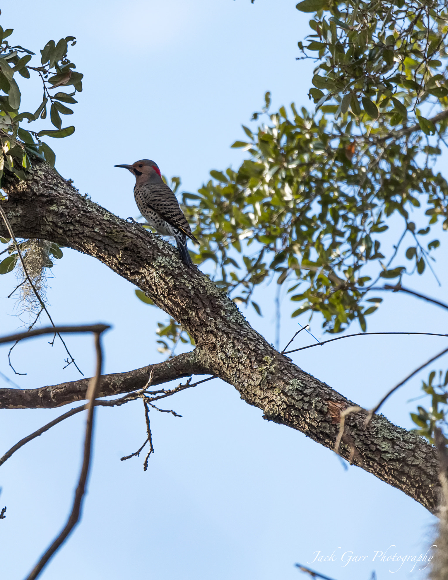 150-600mm F5-6.3 DG OS HSM | Sports 014 sample photo. Northern flicker photography