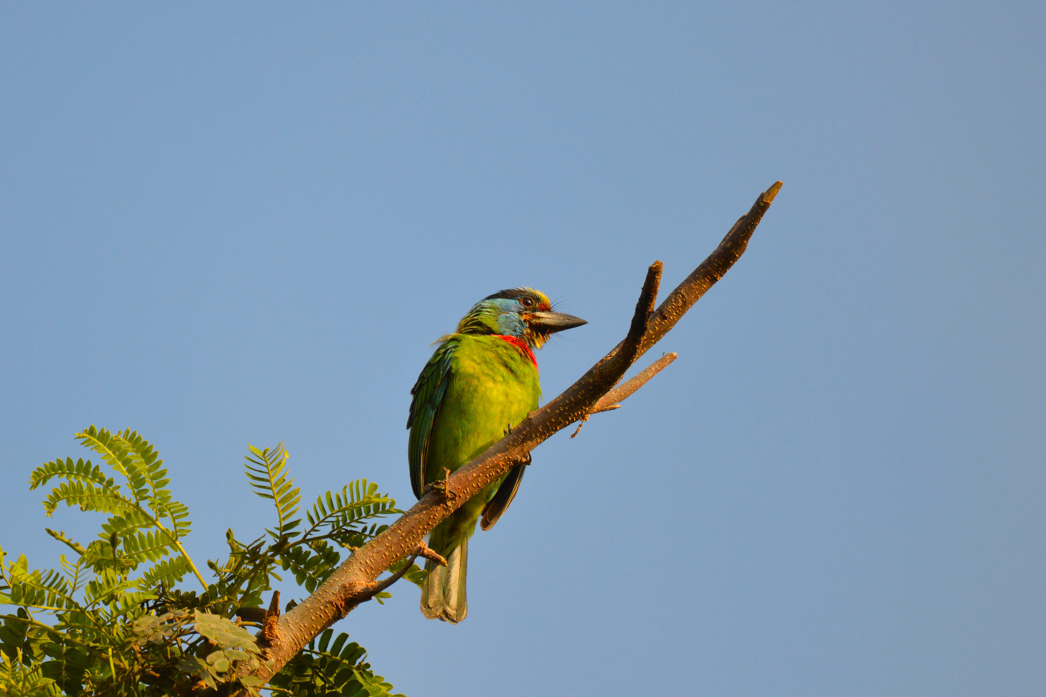 Nikon D3200 sample photo. Taiwan barbet photography
